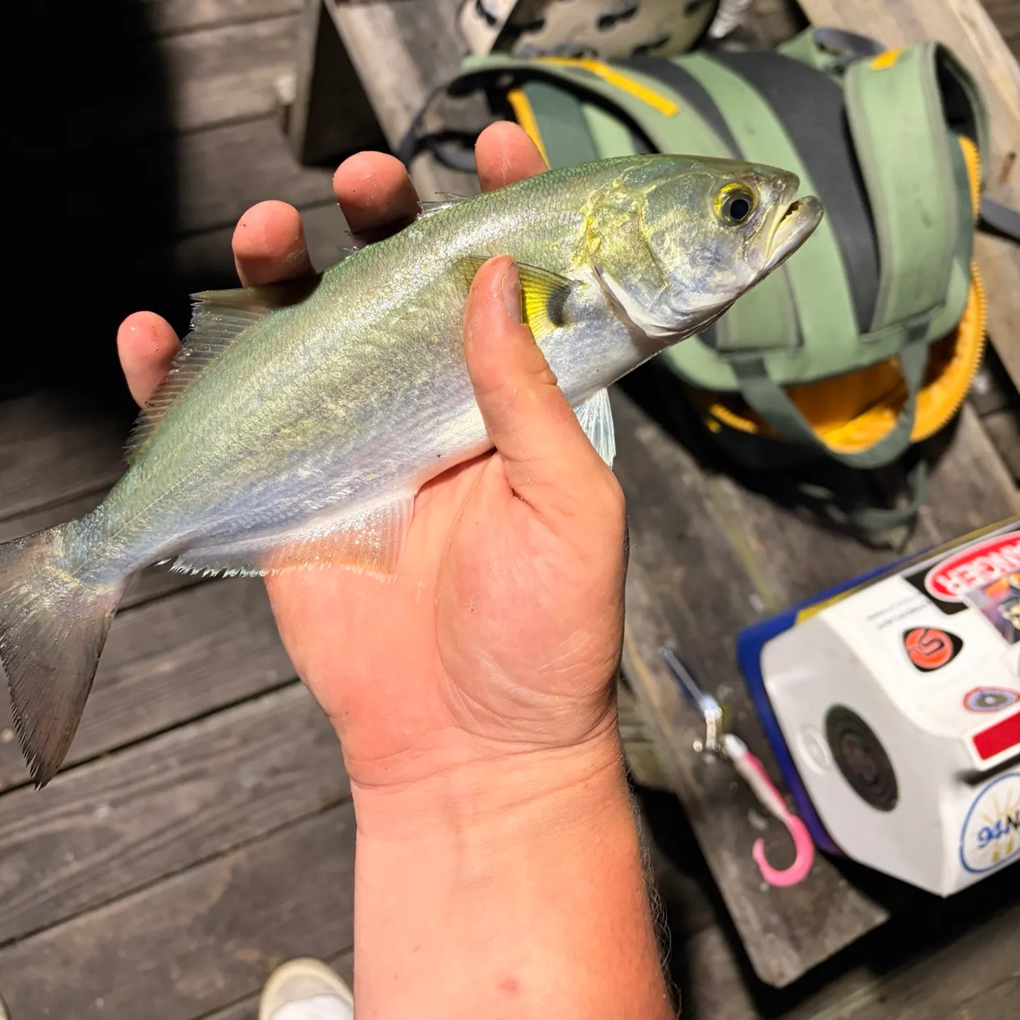 Bluefish caught on Fishbrain