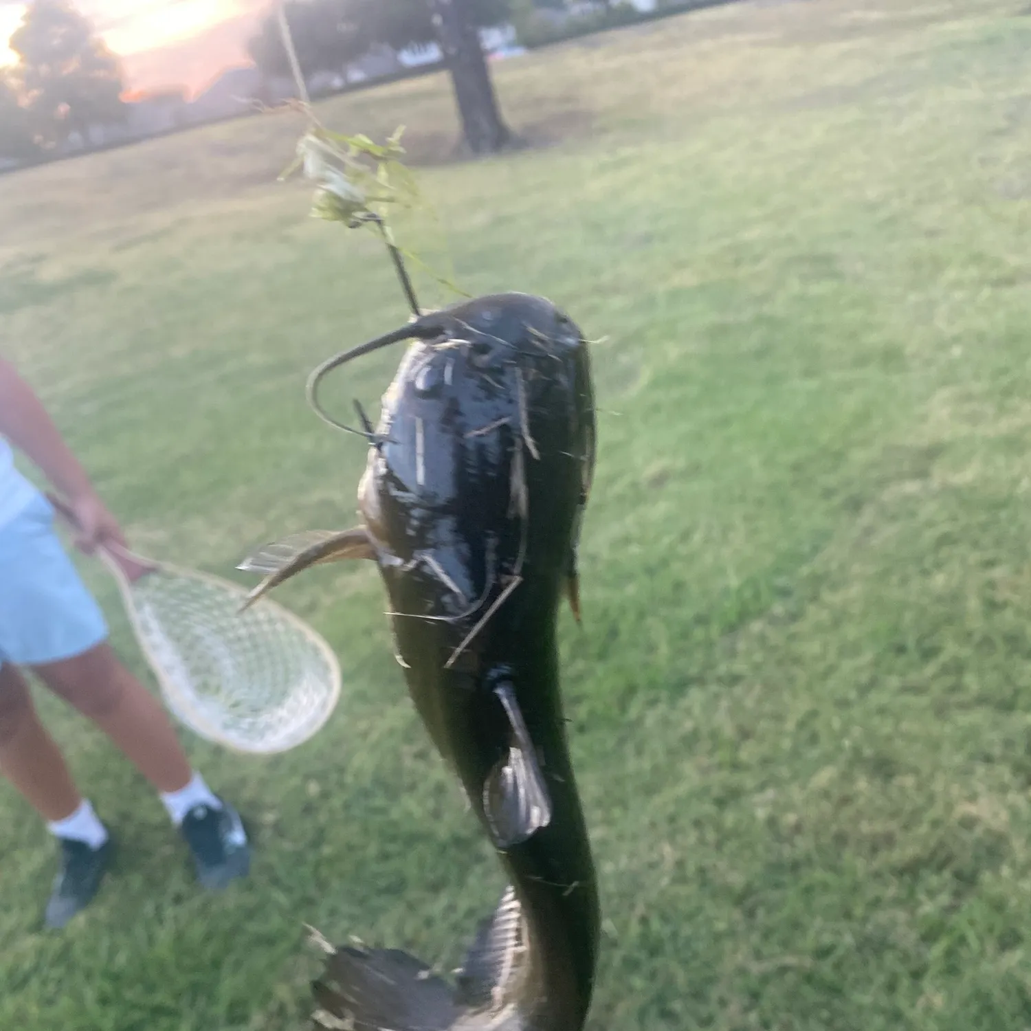 Black bullhead caught on Fishbrain