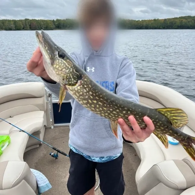 Northern pike caught on Fishbrain