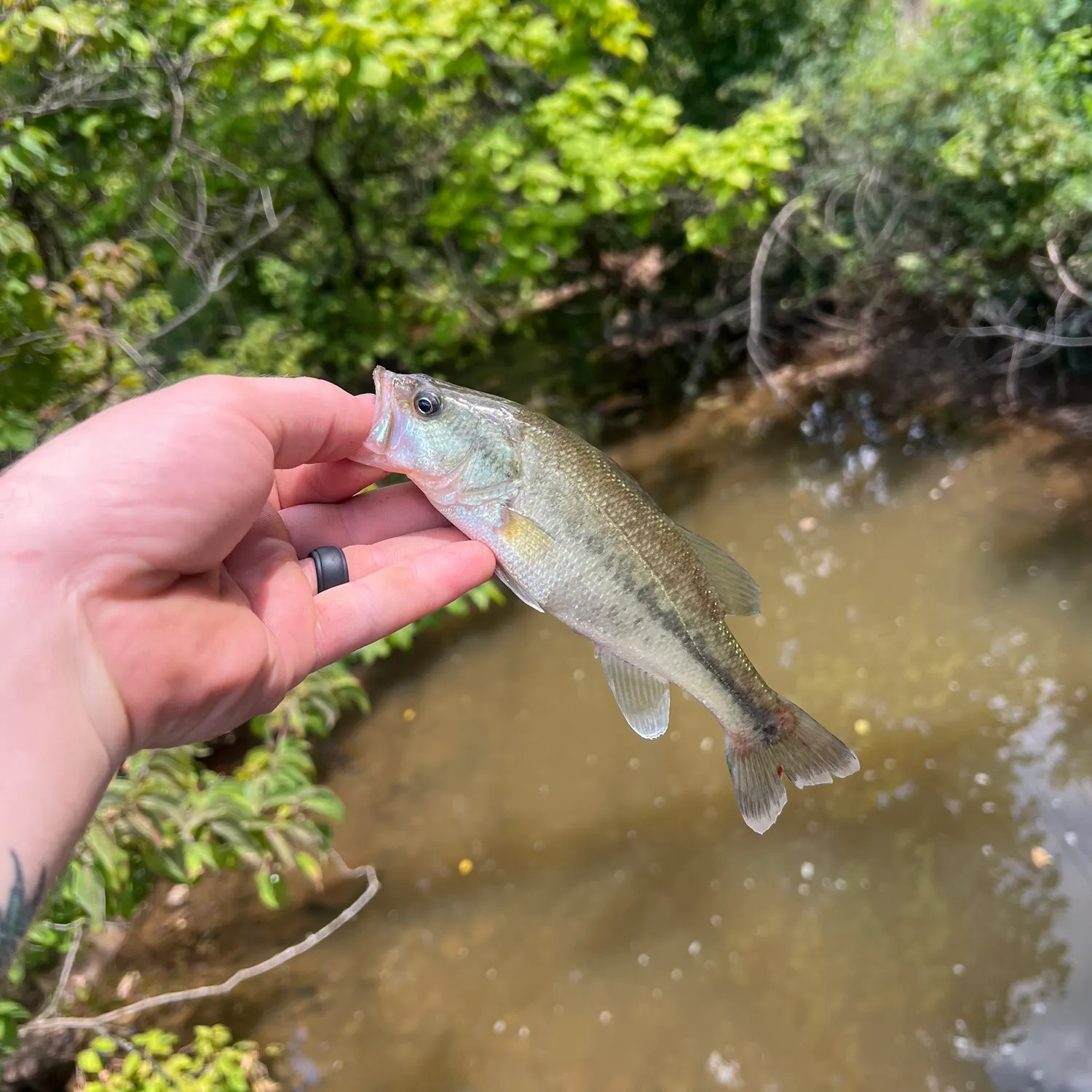 Spotted bass caught on Fishbrain