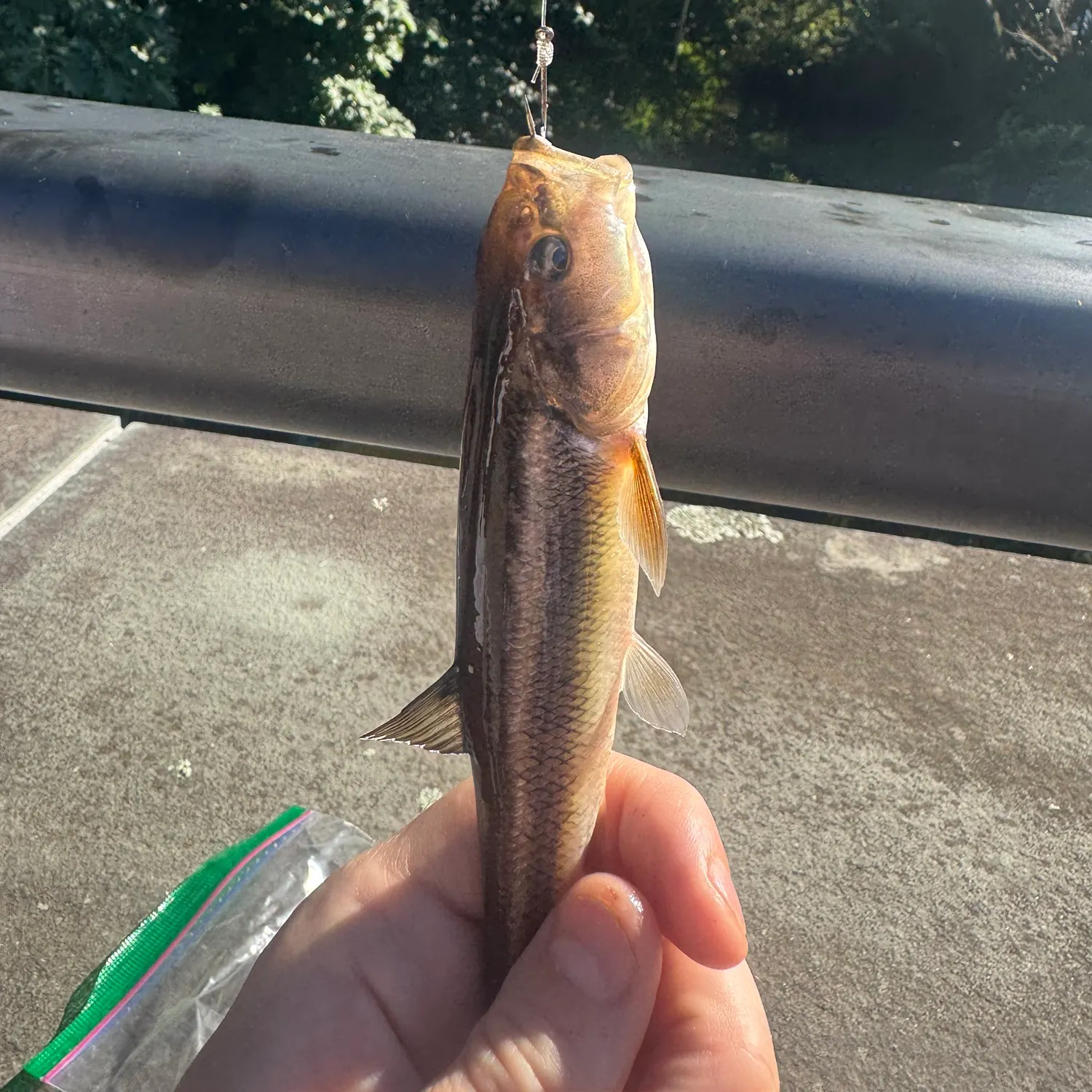 Fish caught on Fishbrain