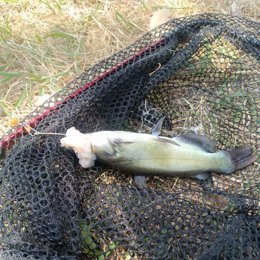 Channel catfish caught on Fishbrain