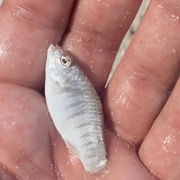 The most recent Goldspotted killifish catches on Fishbrain