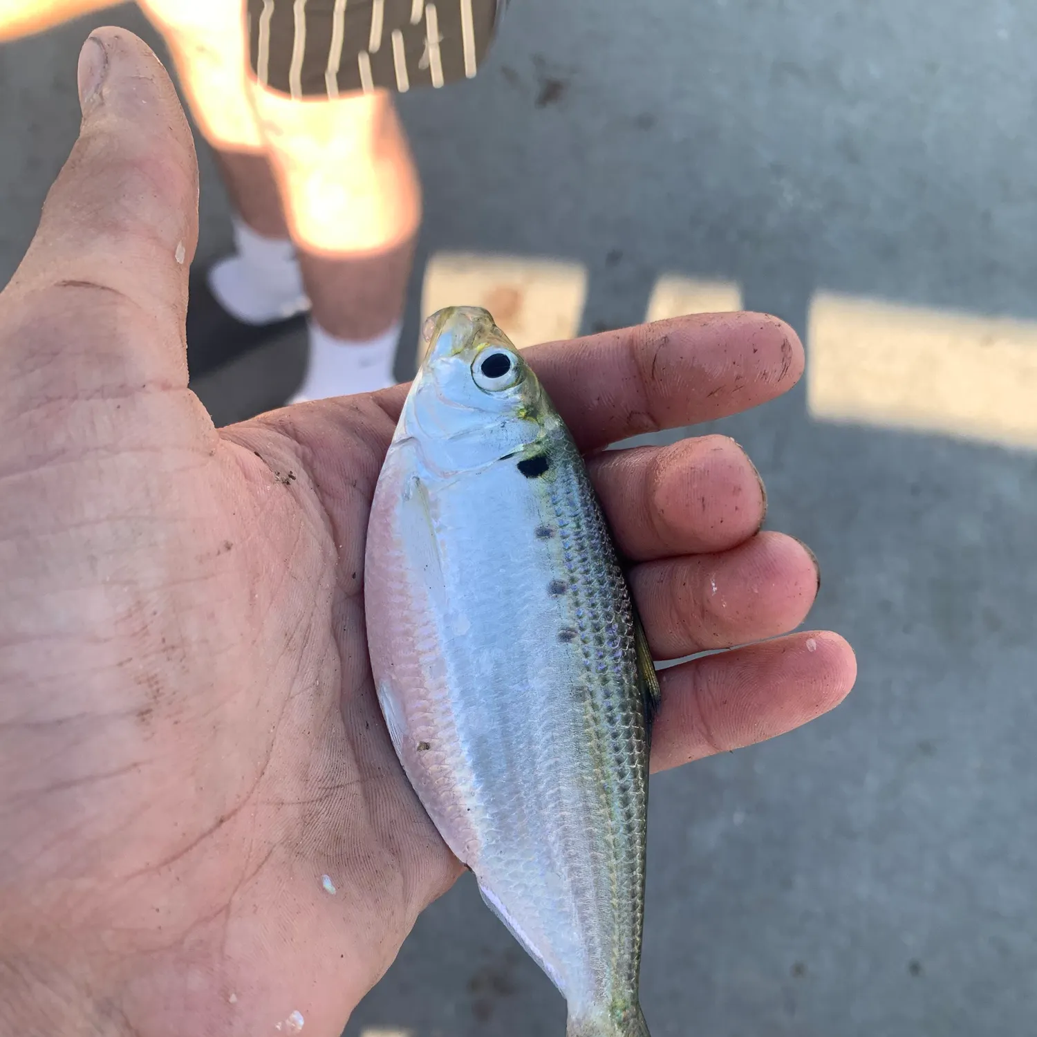 The most recent Threadfin shad catches on Fishbrain