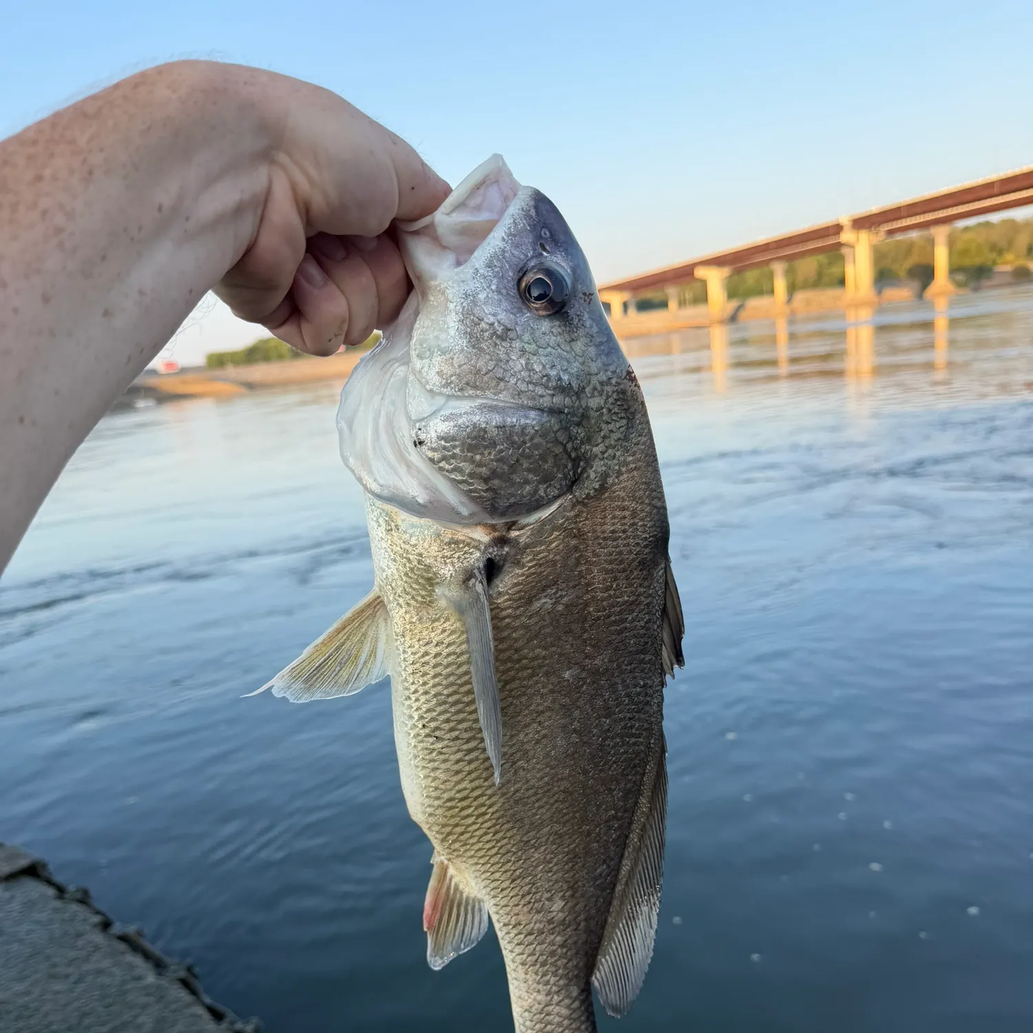 Freshwater drum caught on Fishbrain
