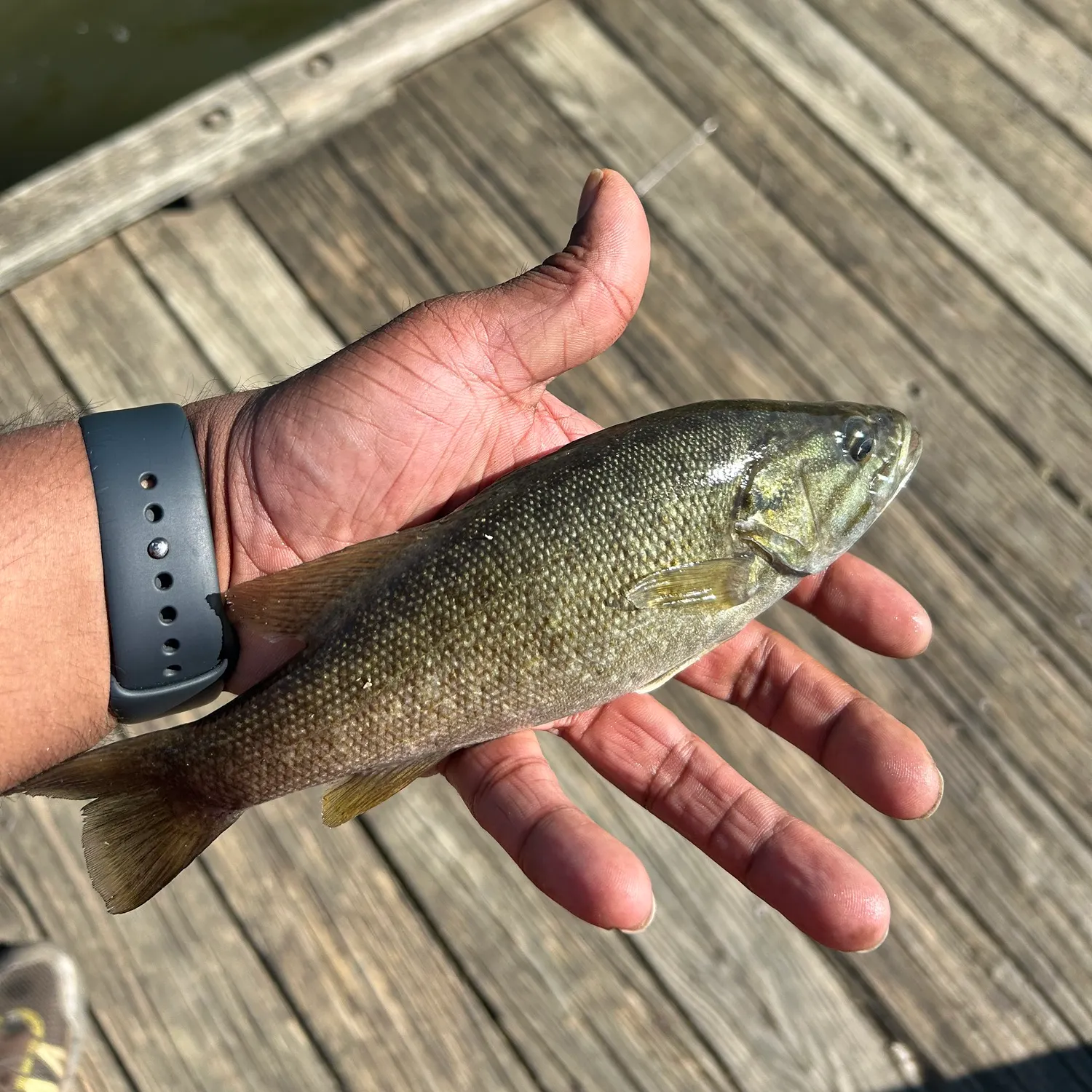 Smallmouth bass caught on Fishbrain