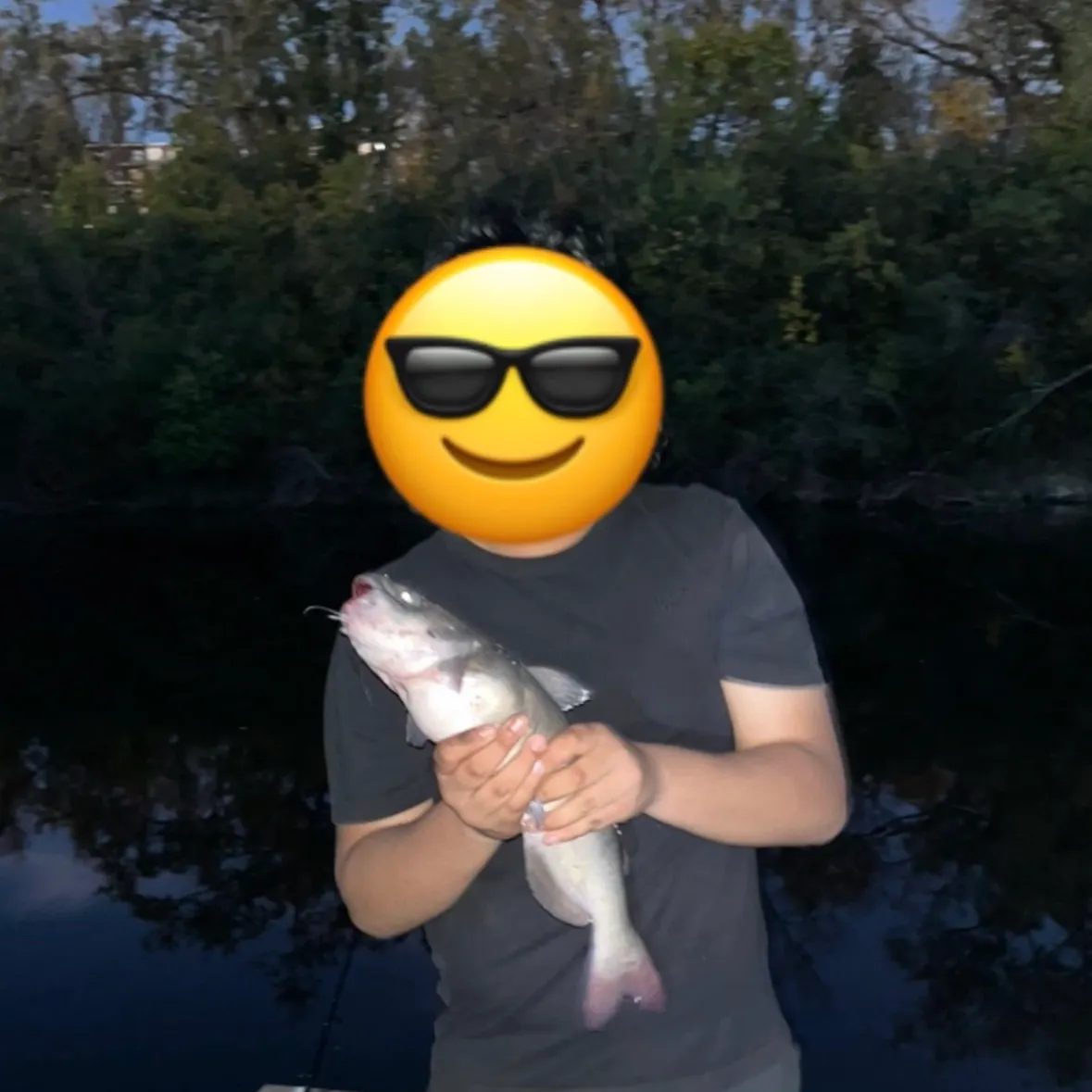 Channel catfish caught on Fishbrain