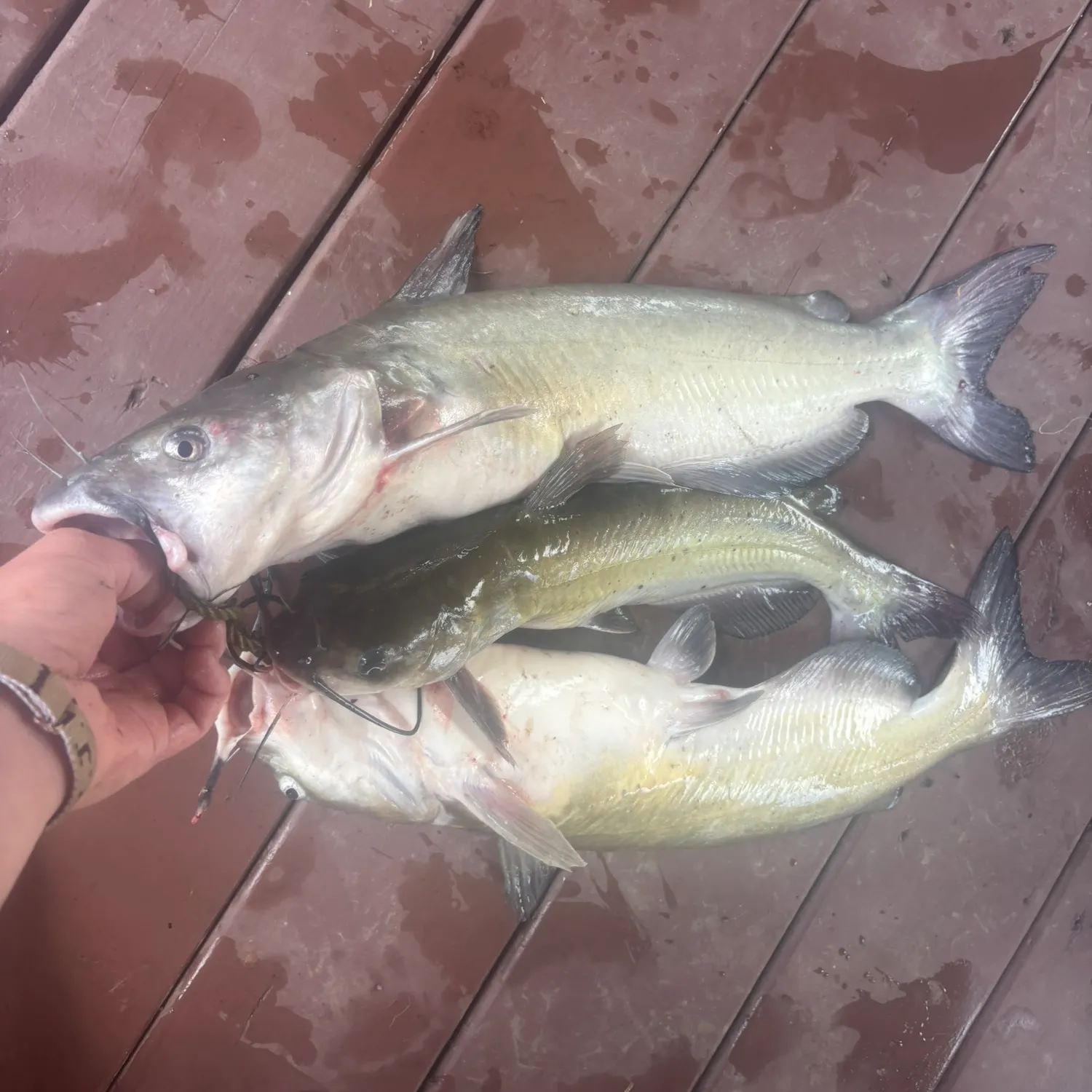 recently logged catches