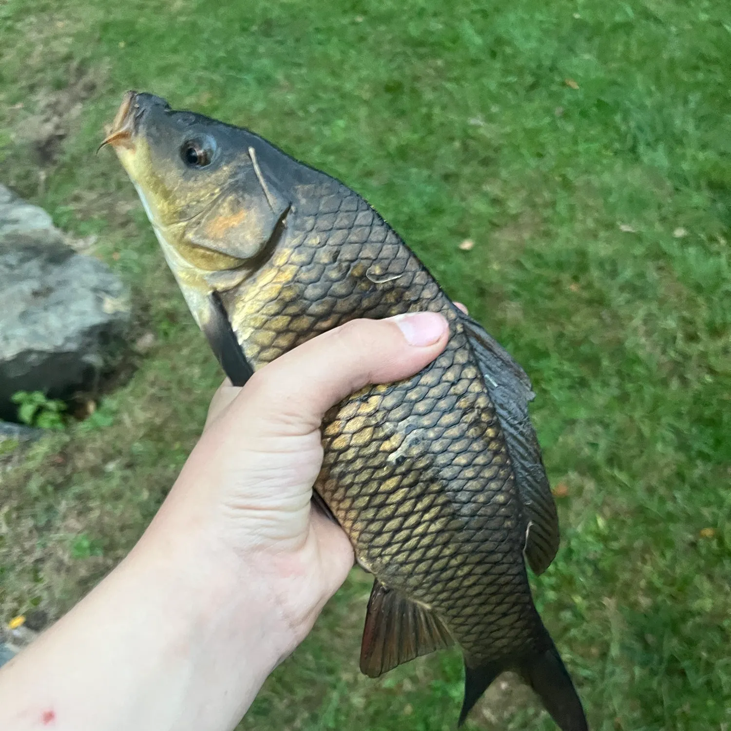 Common carp caught on Fishbrain