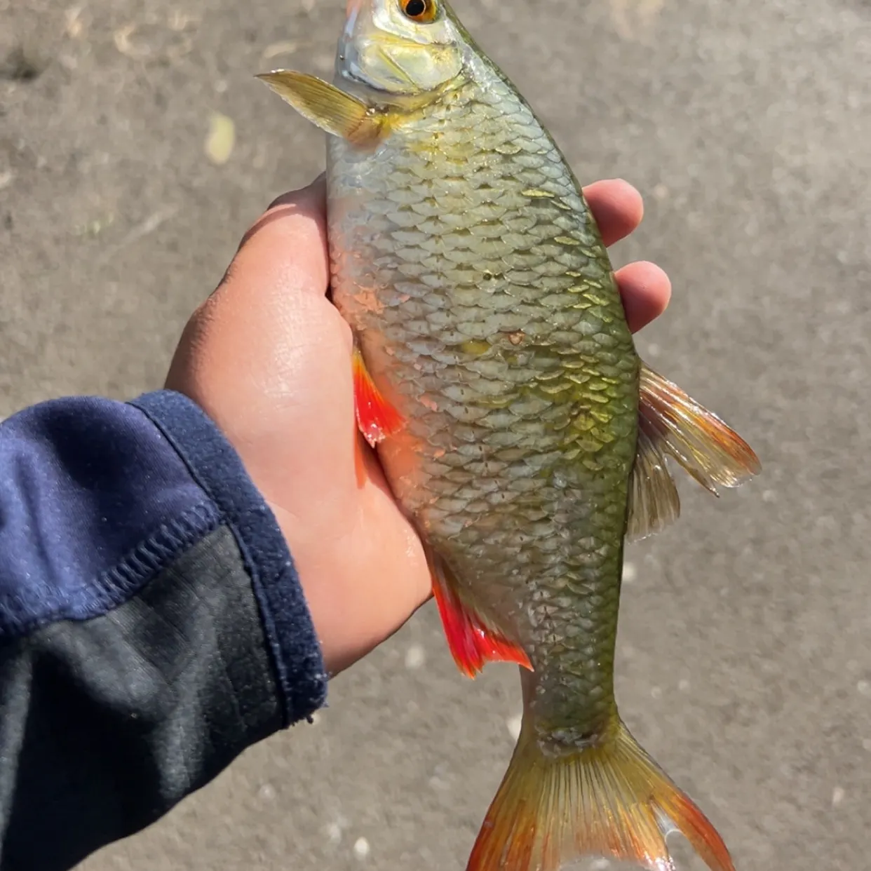 most liked catch image
