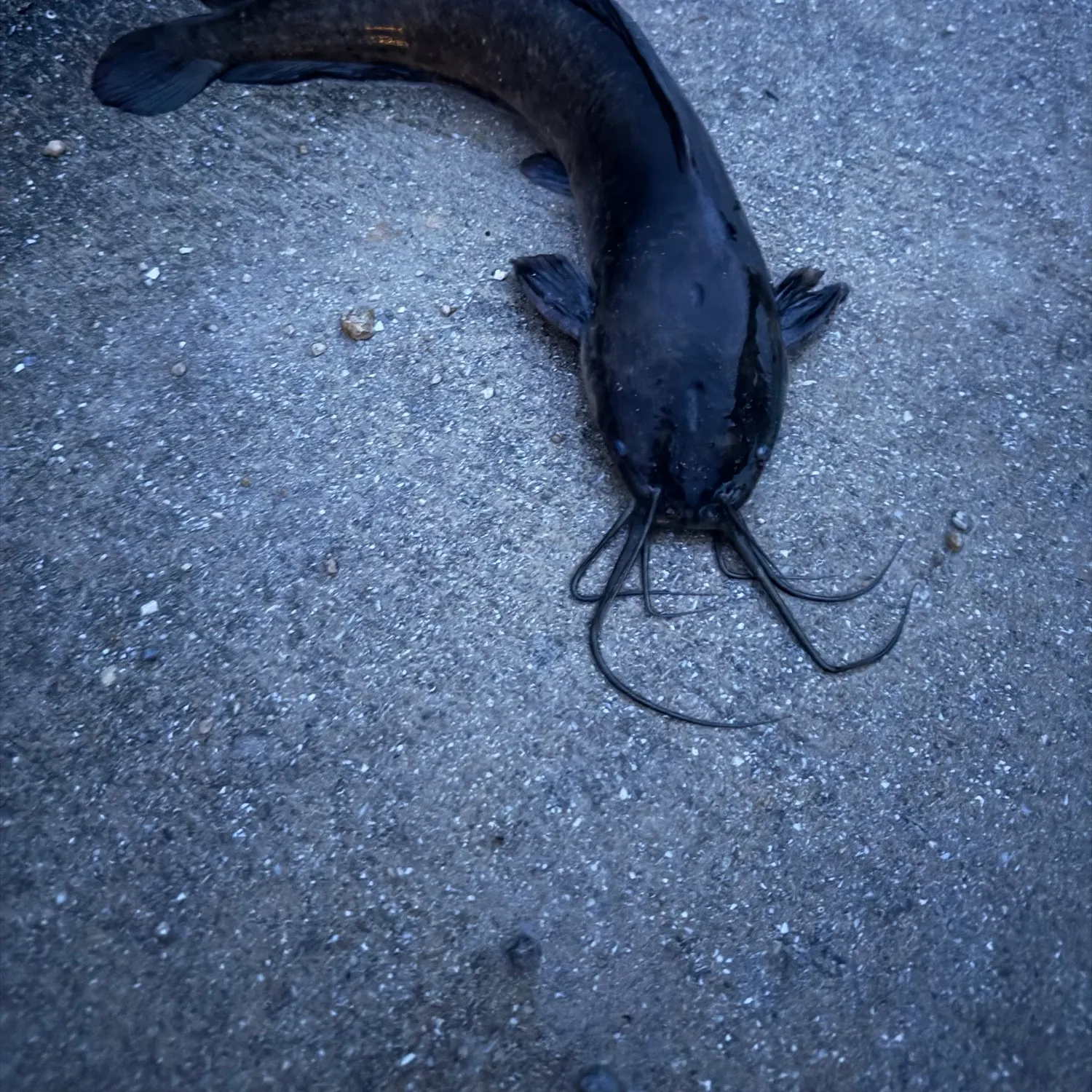 Walking catfish caught on Fishbrain