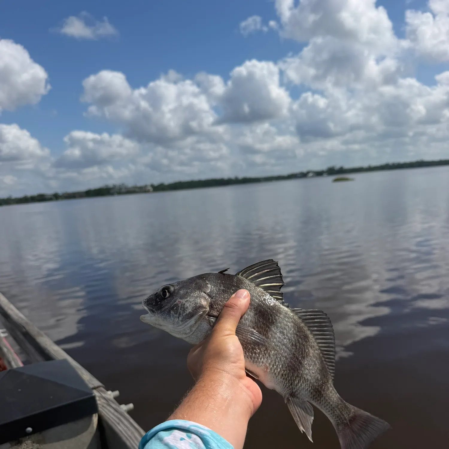 The most recent Black drum catches on Fishbrain