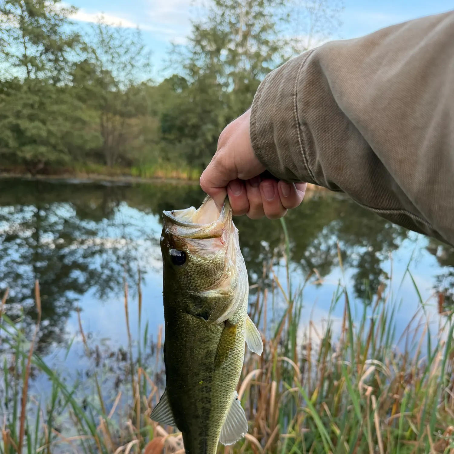 Largemouth bass caught on Fishbrain