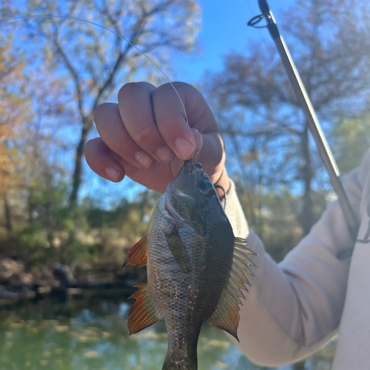 The most recent Redbelly tilapia catches on Fishbrain