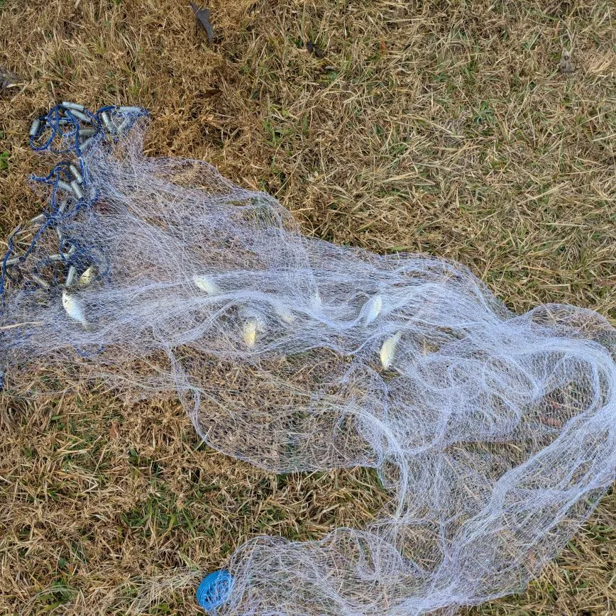 The most recent Pumpkingill hybrid catches on Fishbrain