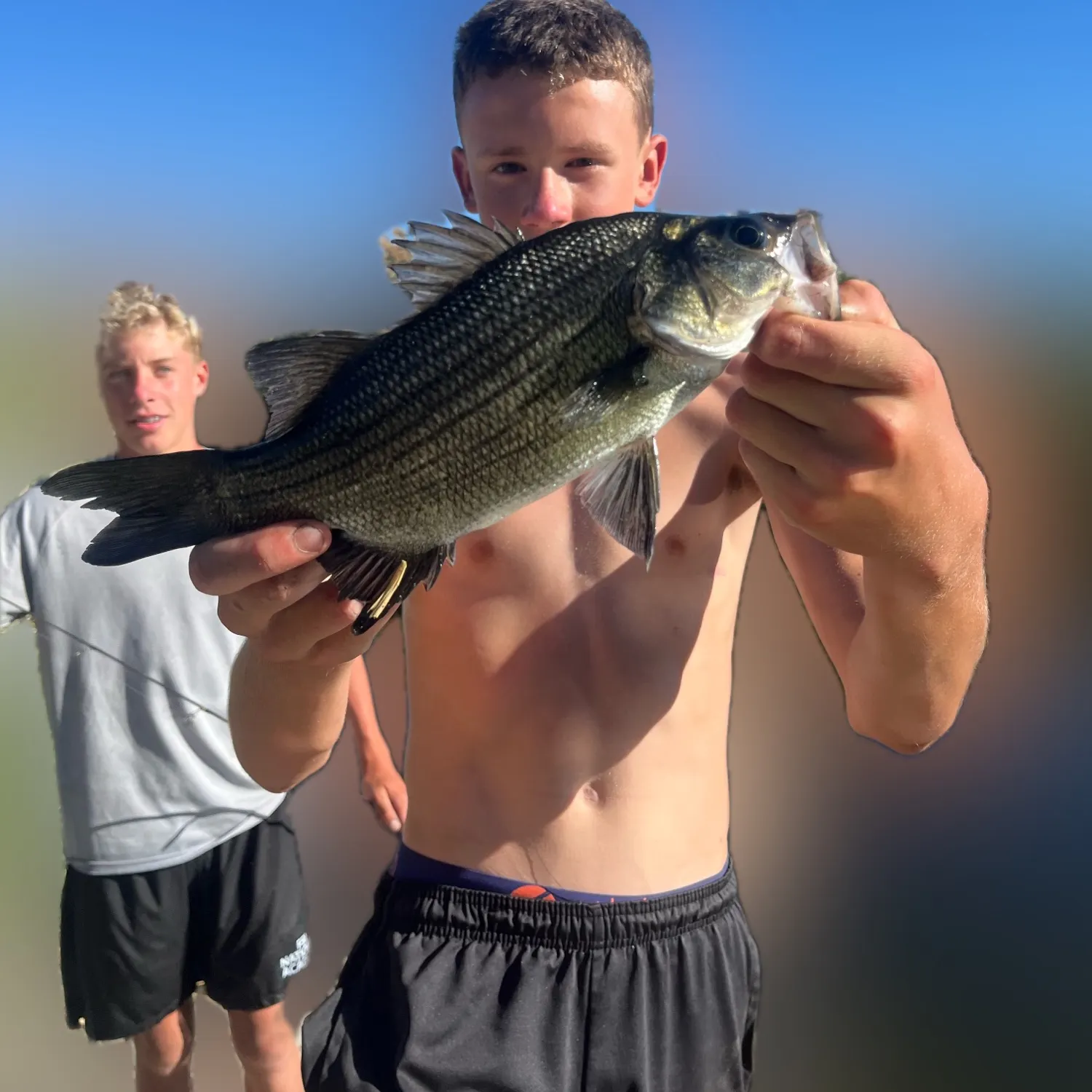 White bass caught on Fishbrain