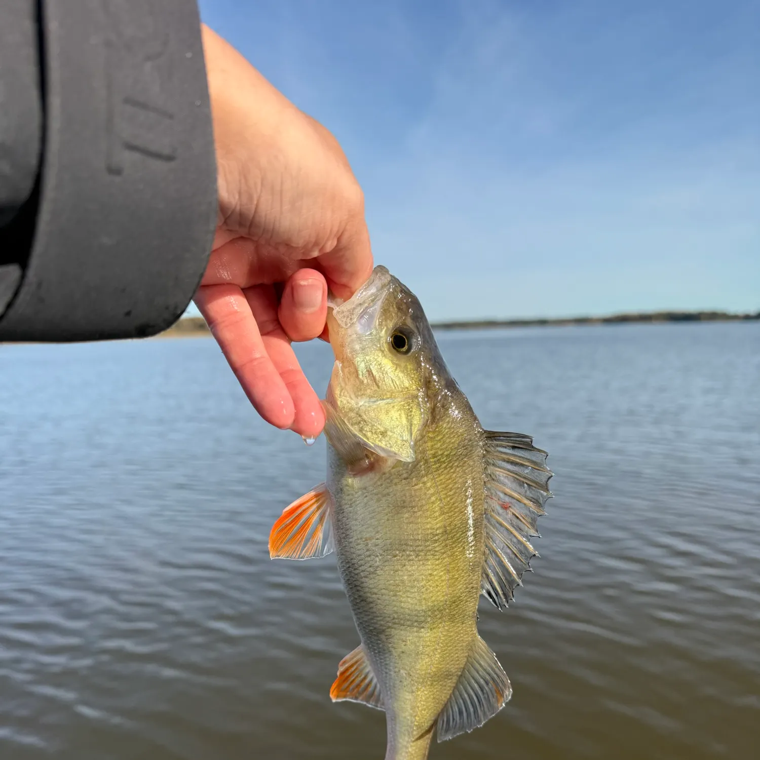 European perch caught on Fishbrain