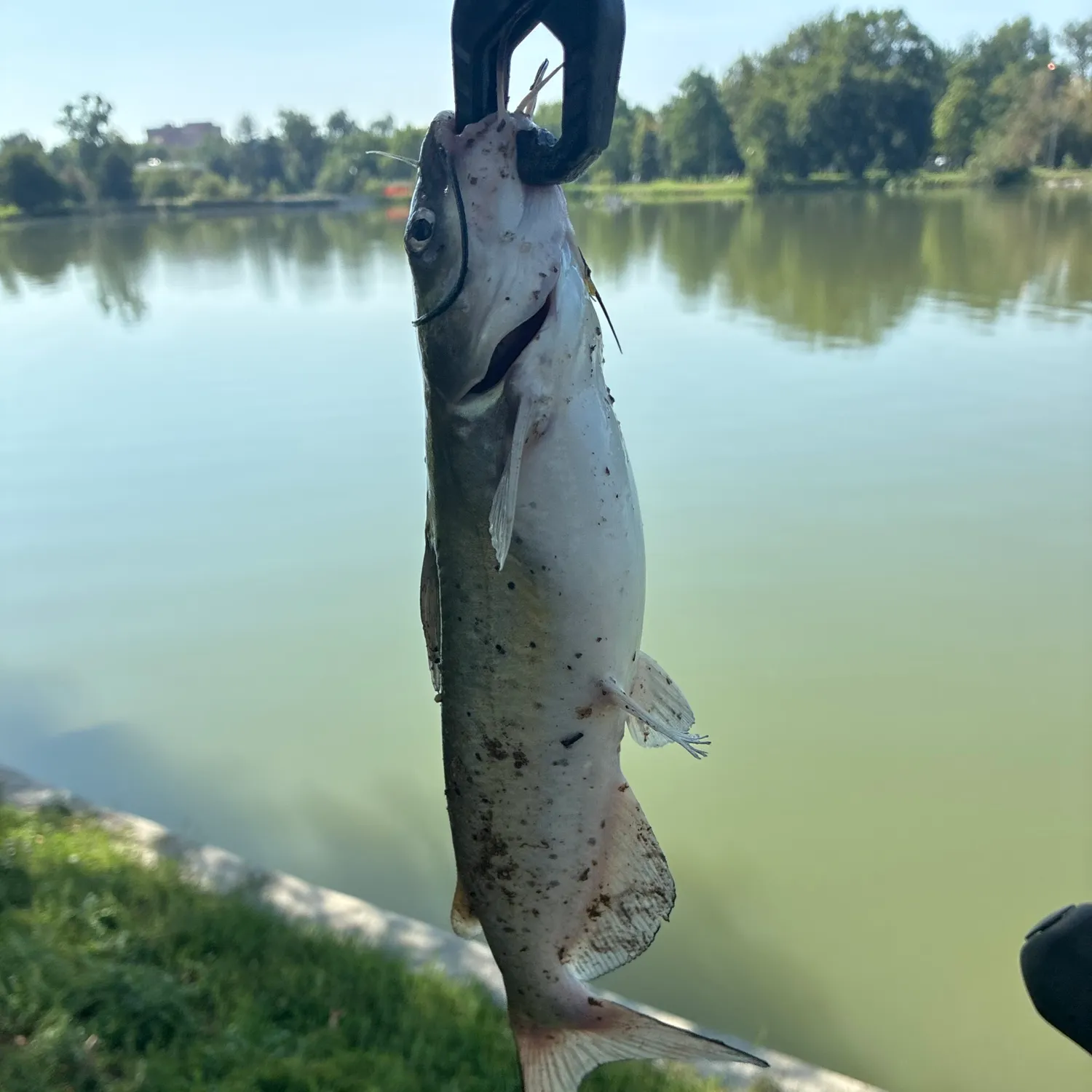 Channel catfish caught on Fishbrain
