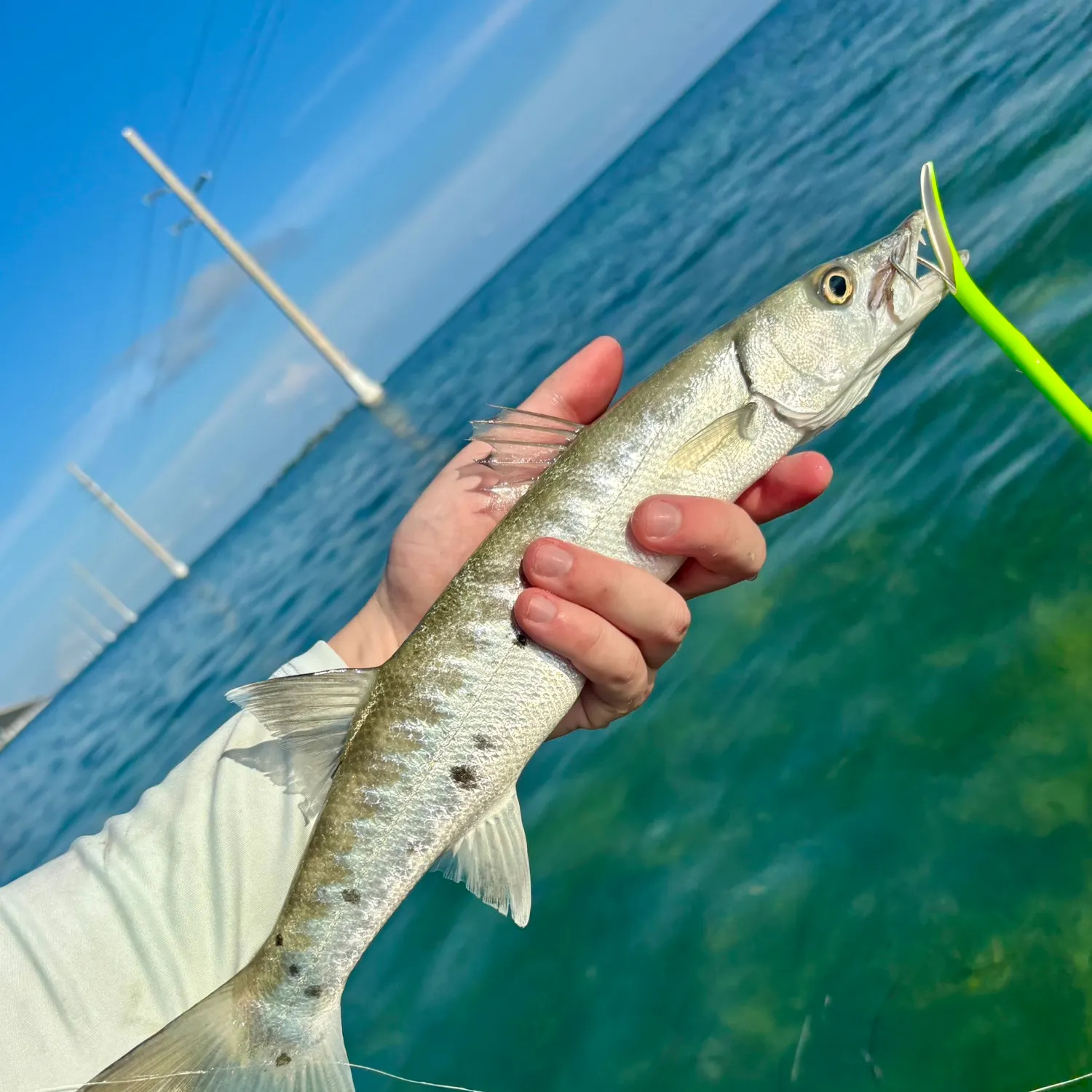 The most recent Great barracuda catches on Fishbrain