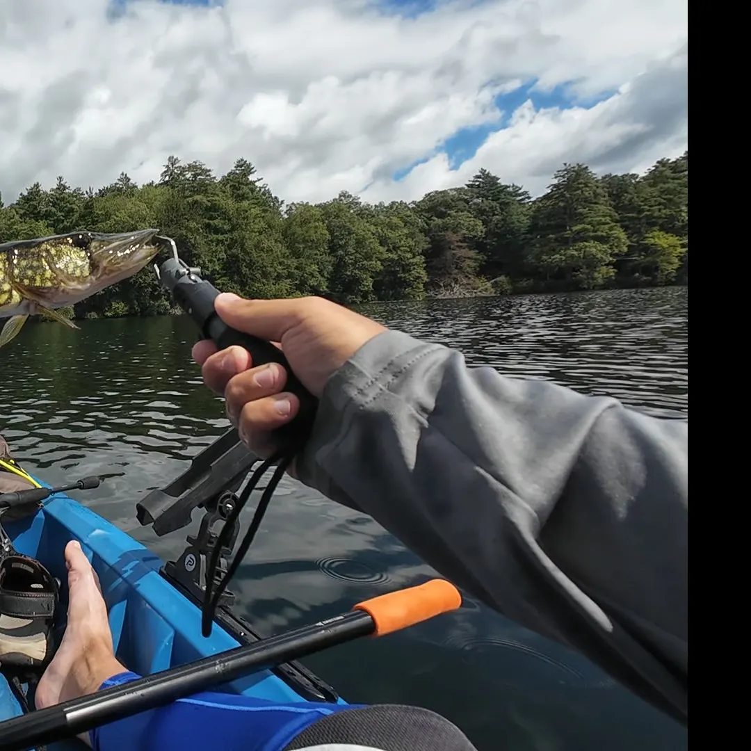 Chain pickerel caught on Fishbrain