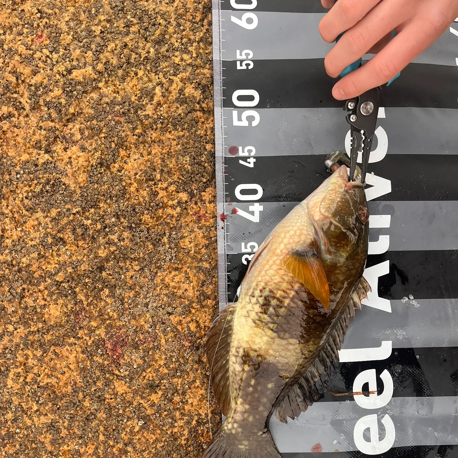 The most recent Blue-throated wrasse catches on Fishbrain