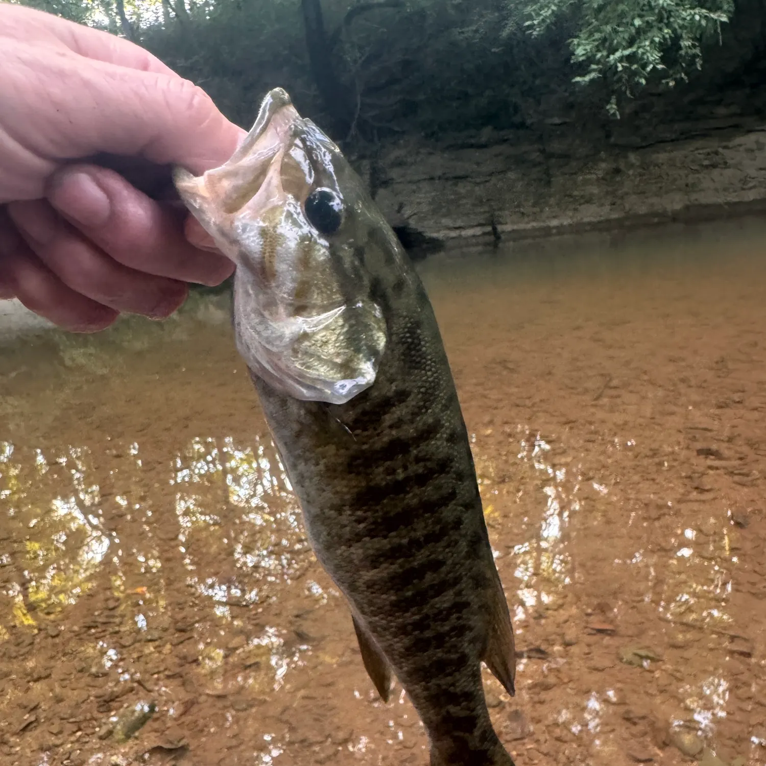 Smallmouth bass caught on Fishbrain