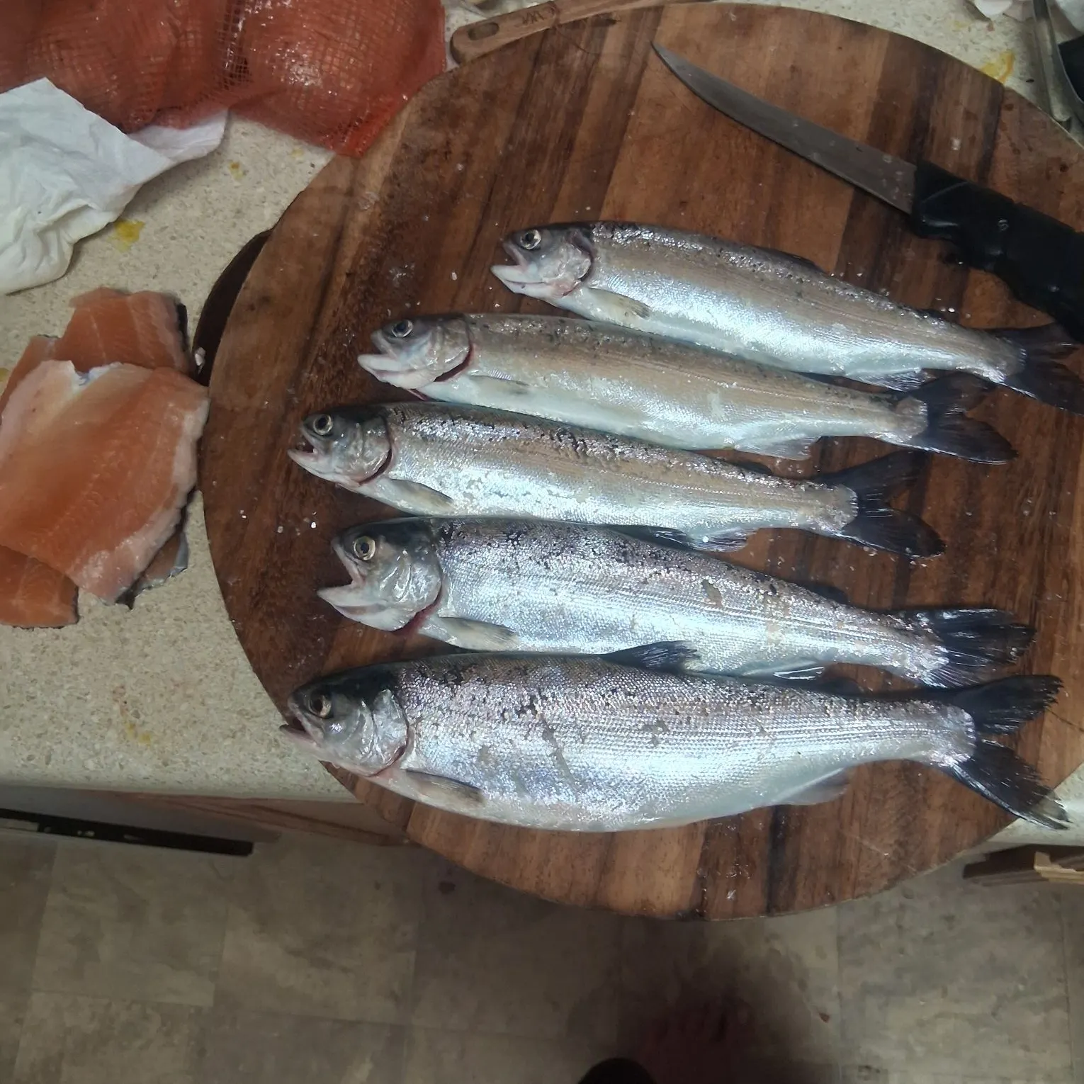 Coho salmon caught on Fishbrain