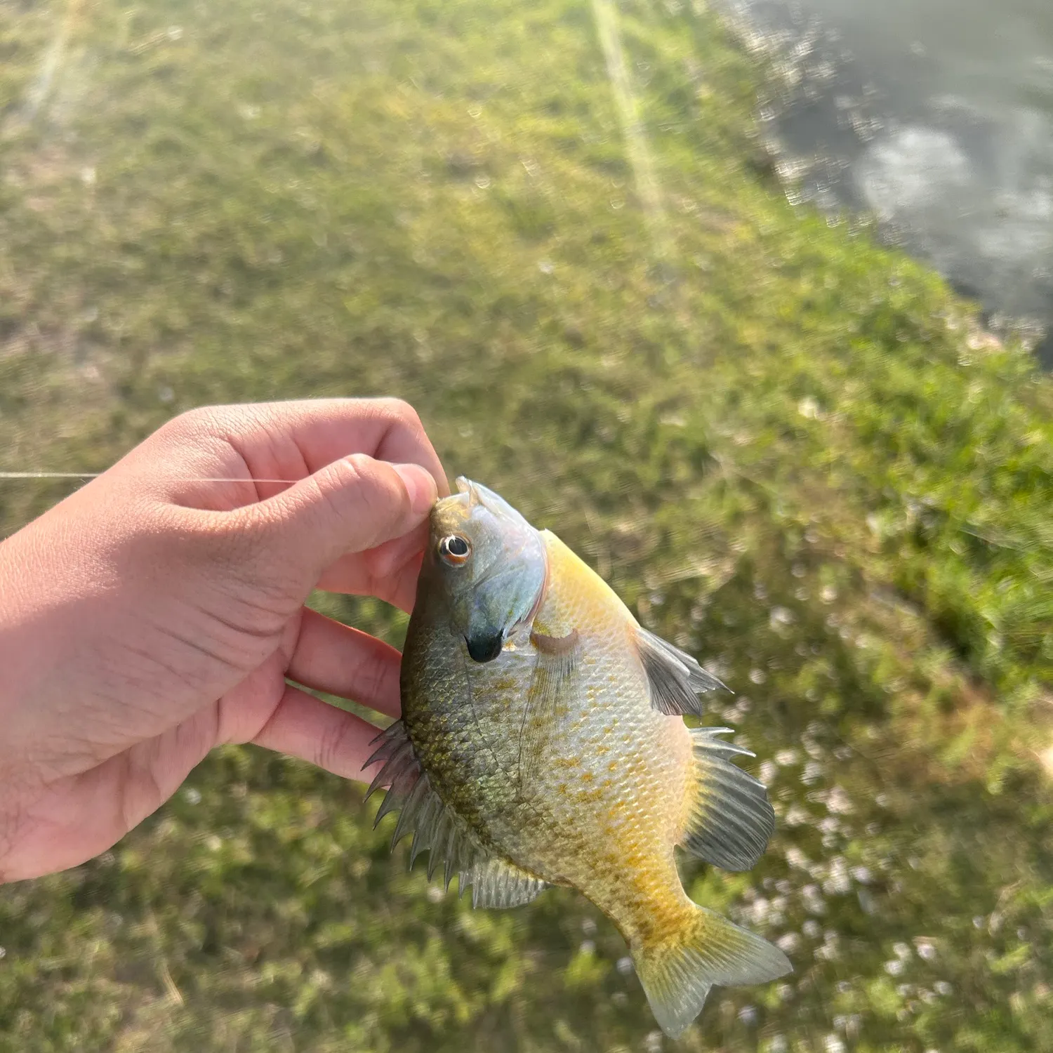 Bluegill caught on Fishbrain