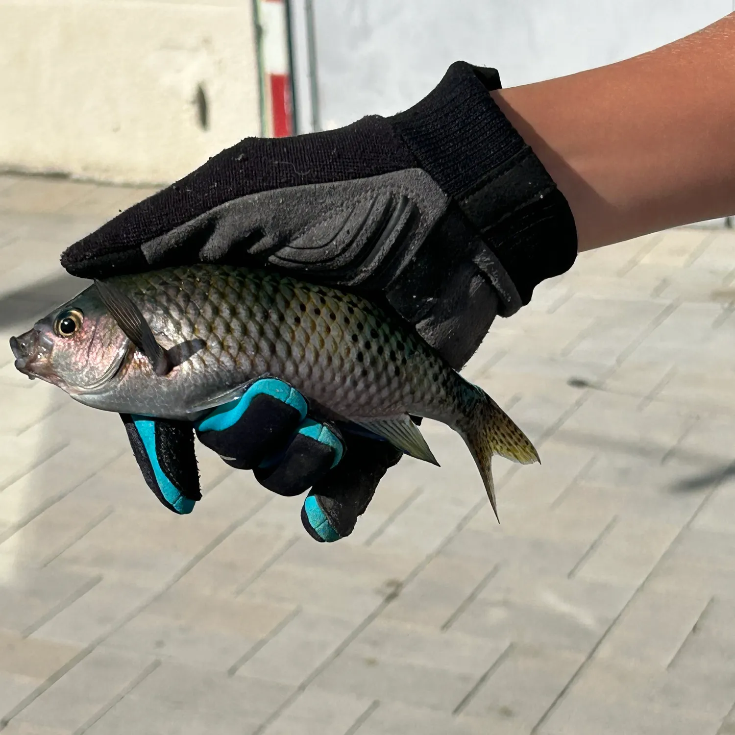 The most recent Blacksmith catches on Fishbrain