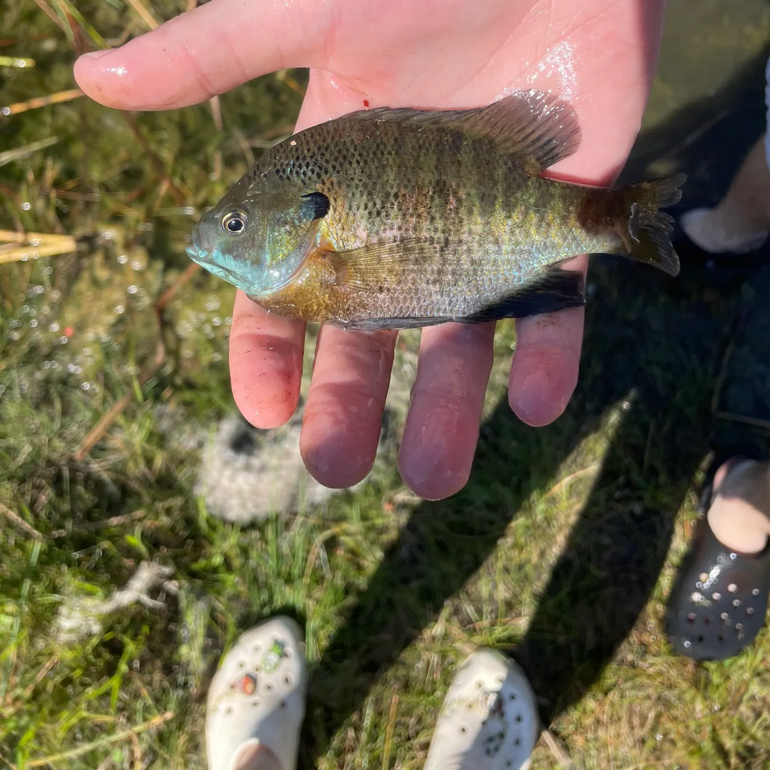 catch