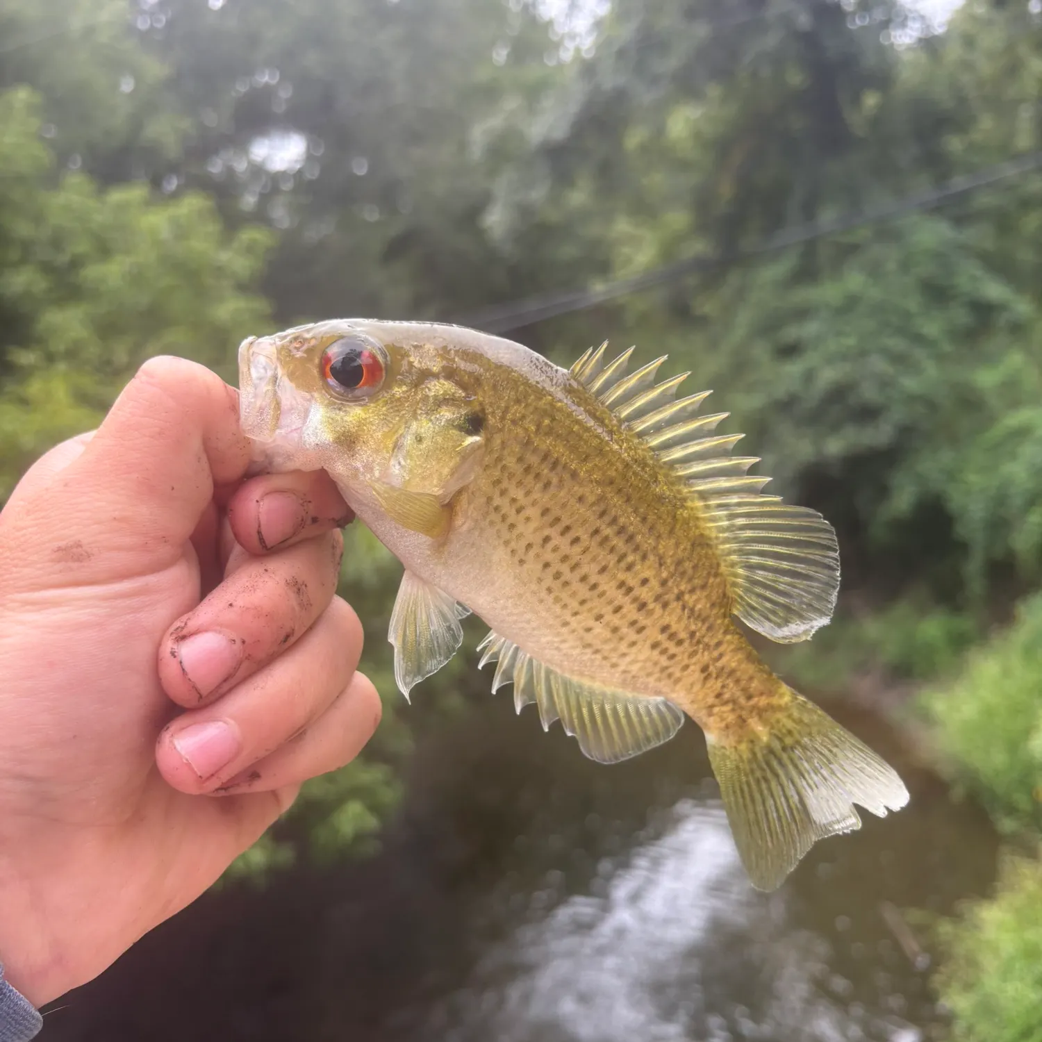 Rock bass caught on Fishbrain