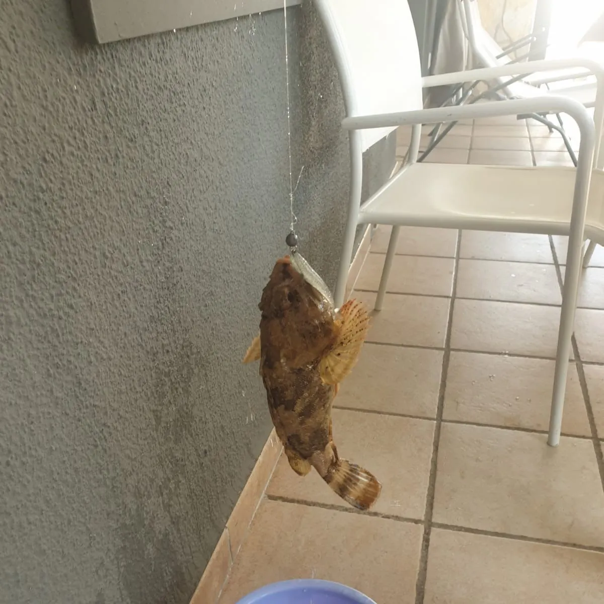 The most recent Pacific spotted scorpionfish catches on Fishbrain