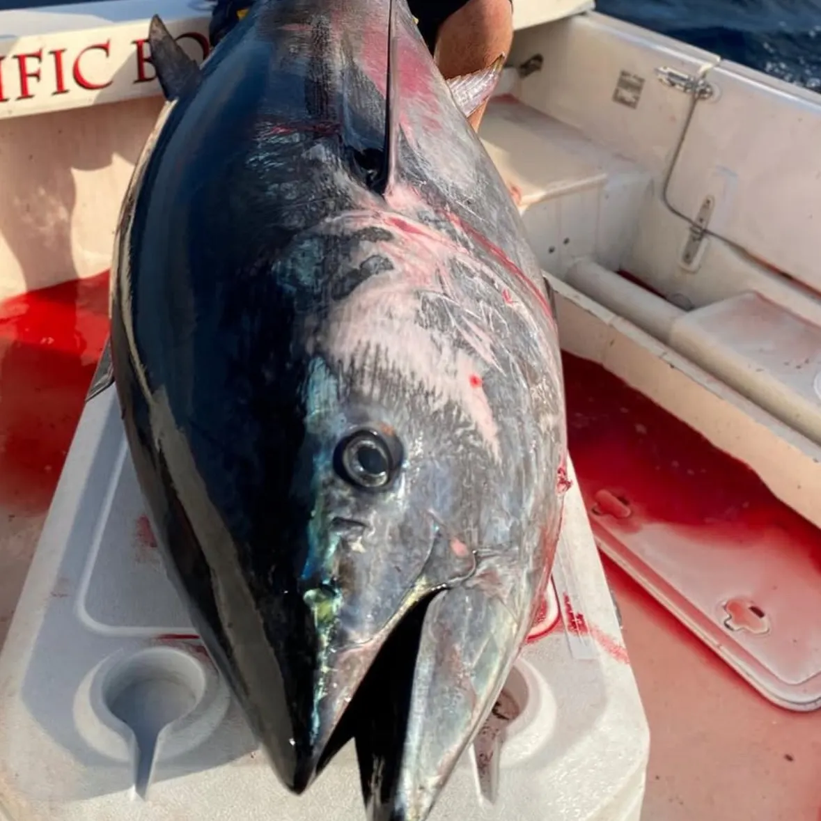 The most recent Pacific bluefin tuna catches on Fishbrain