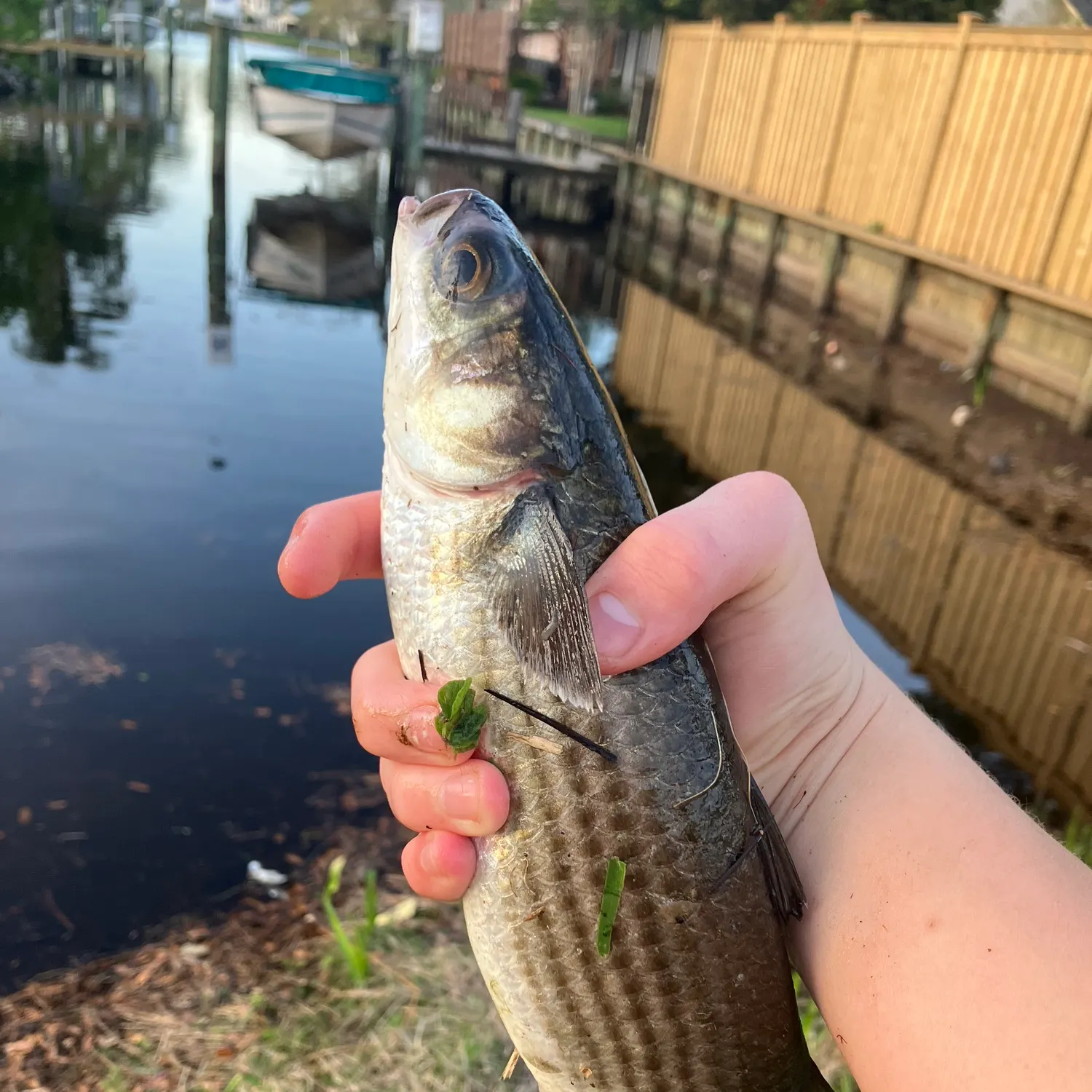 The most recent Striped mullet catches on Fishbrain