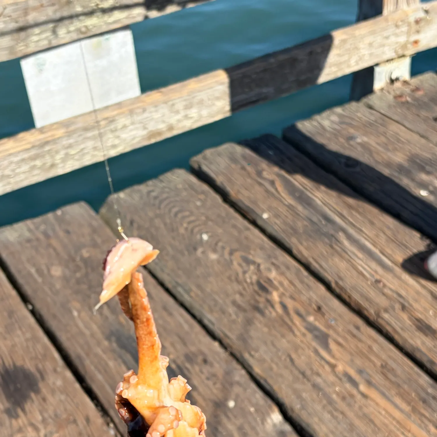 The most recent Common octopus catches on Fishbrain