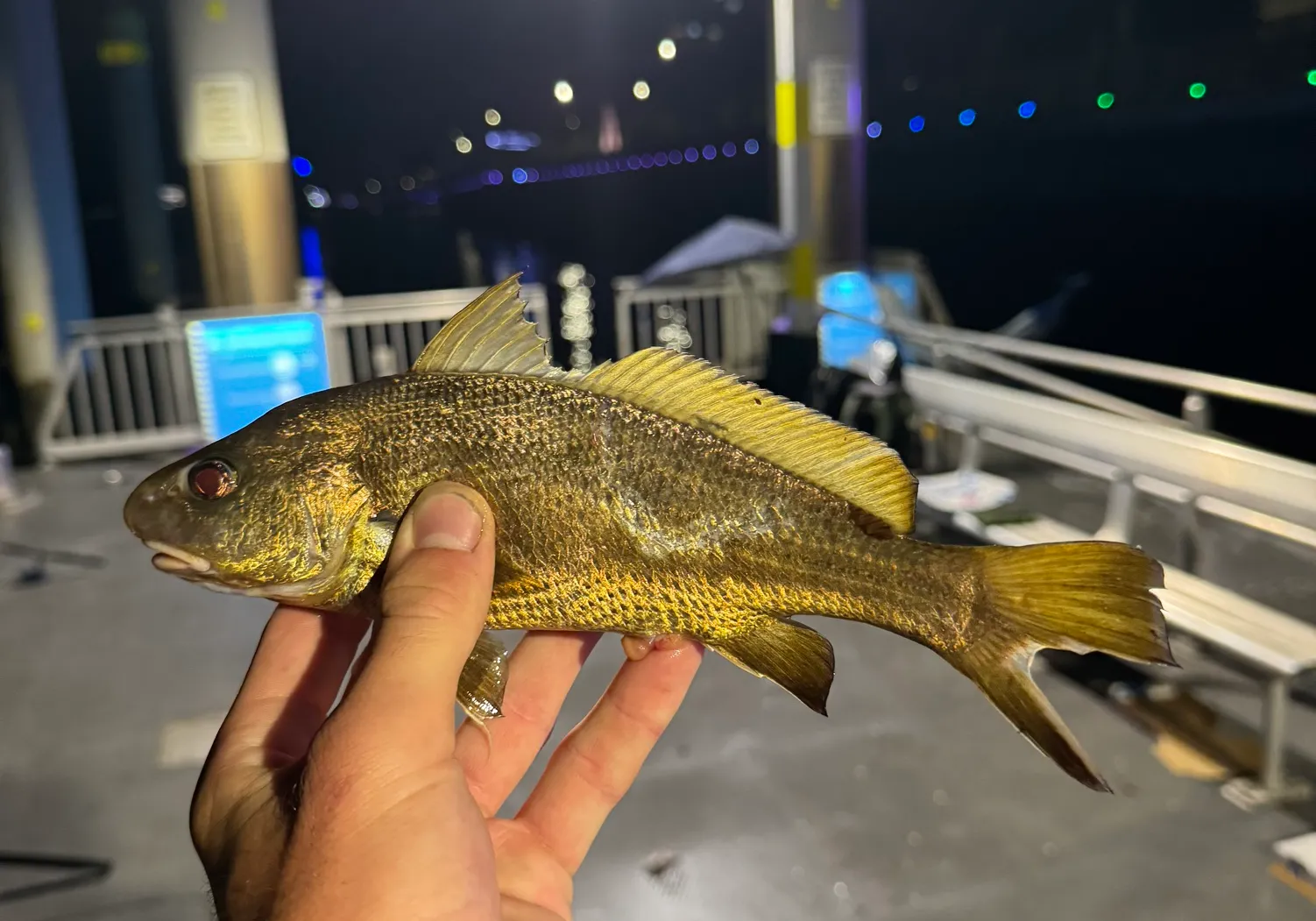 Sharpnose hammer croaker