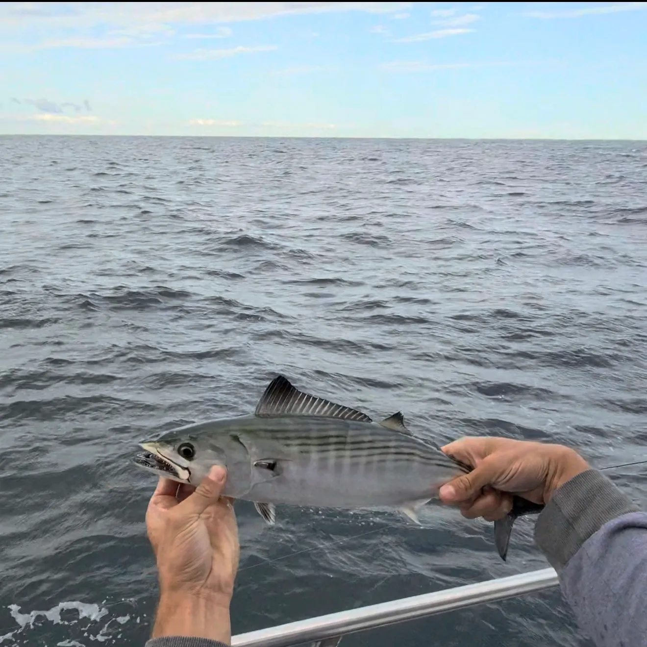 Little tunny caught on Fishbrain