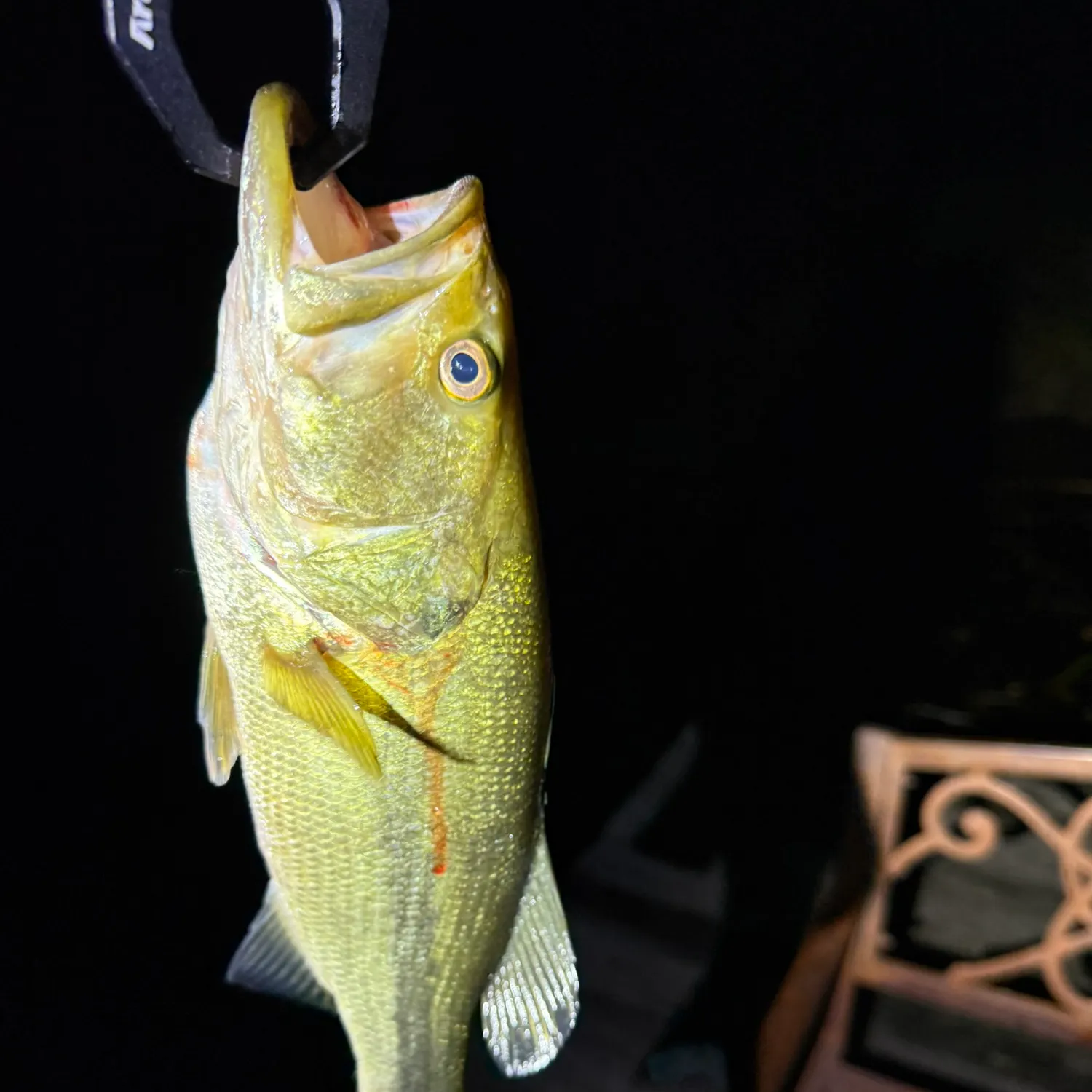 Smallmouth bass caught on Fishbrain