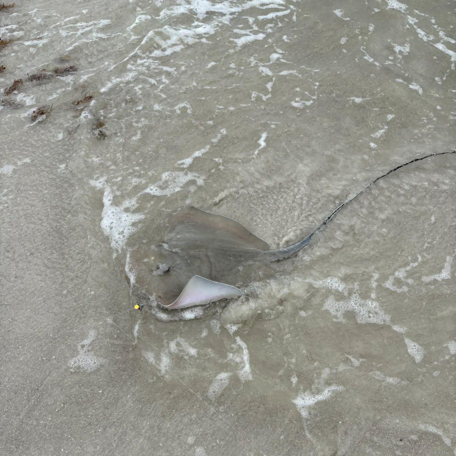 The most recent Common stingaree catches on Fishbrain