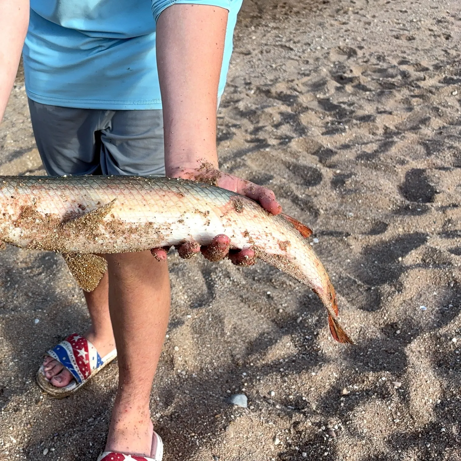 The most recent Shortnose gar catches on Fishbrain