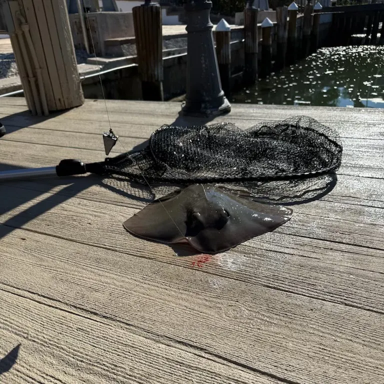 The most recent Common stingray catches on Fishbrain
