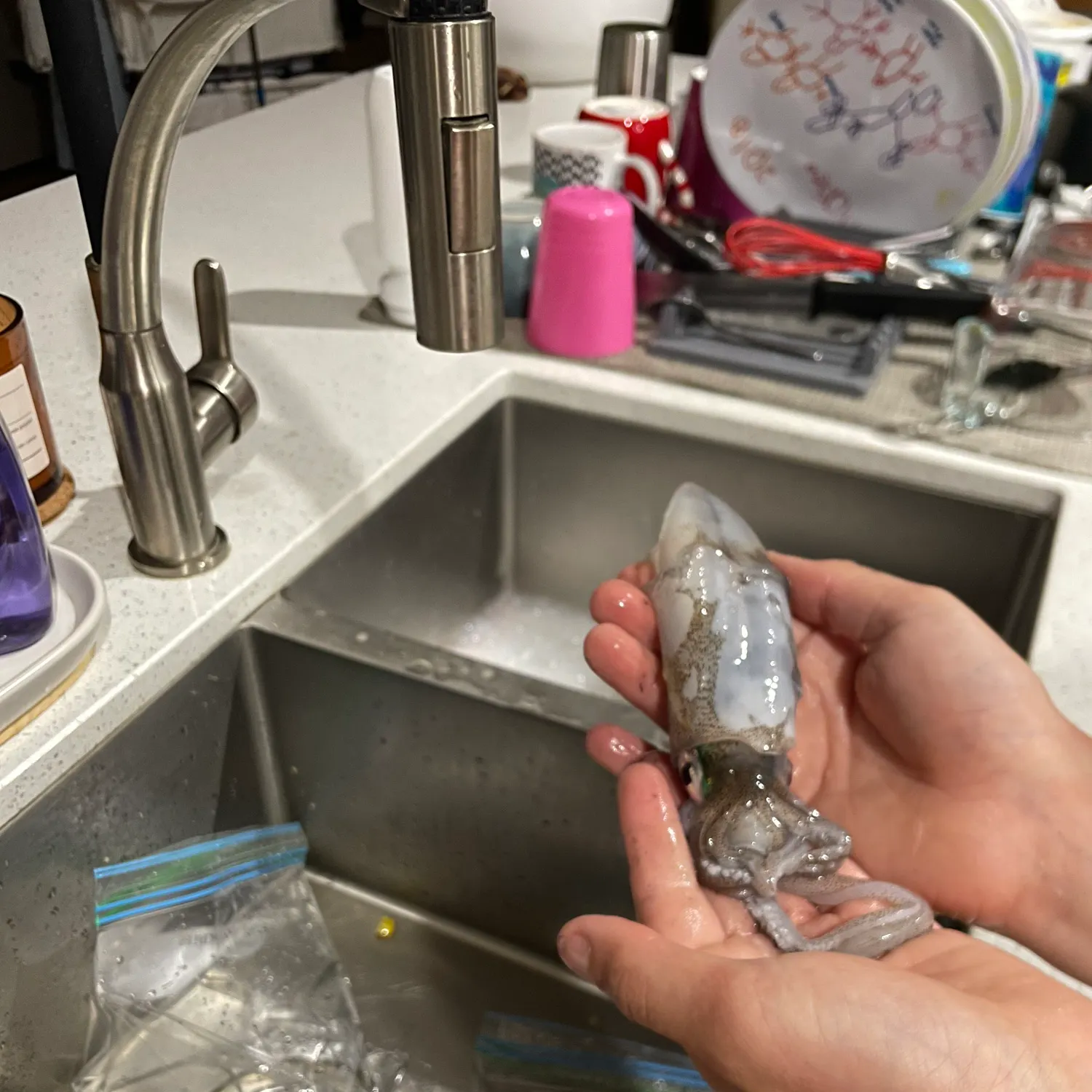 The most recent Southern calamari catches on Fishbrain