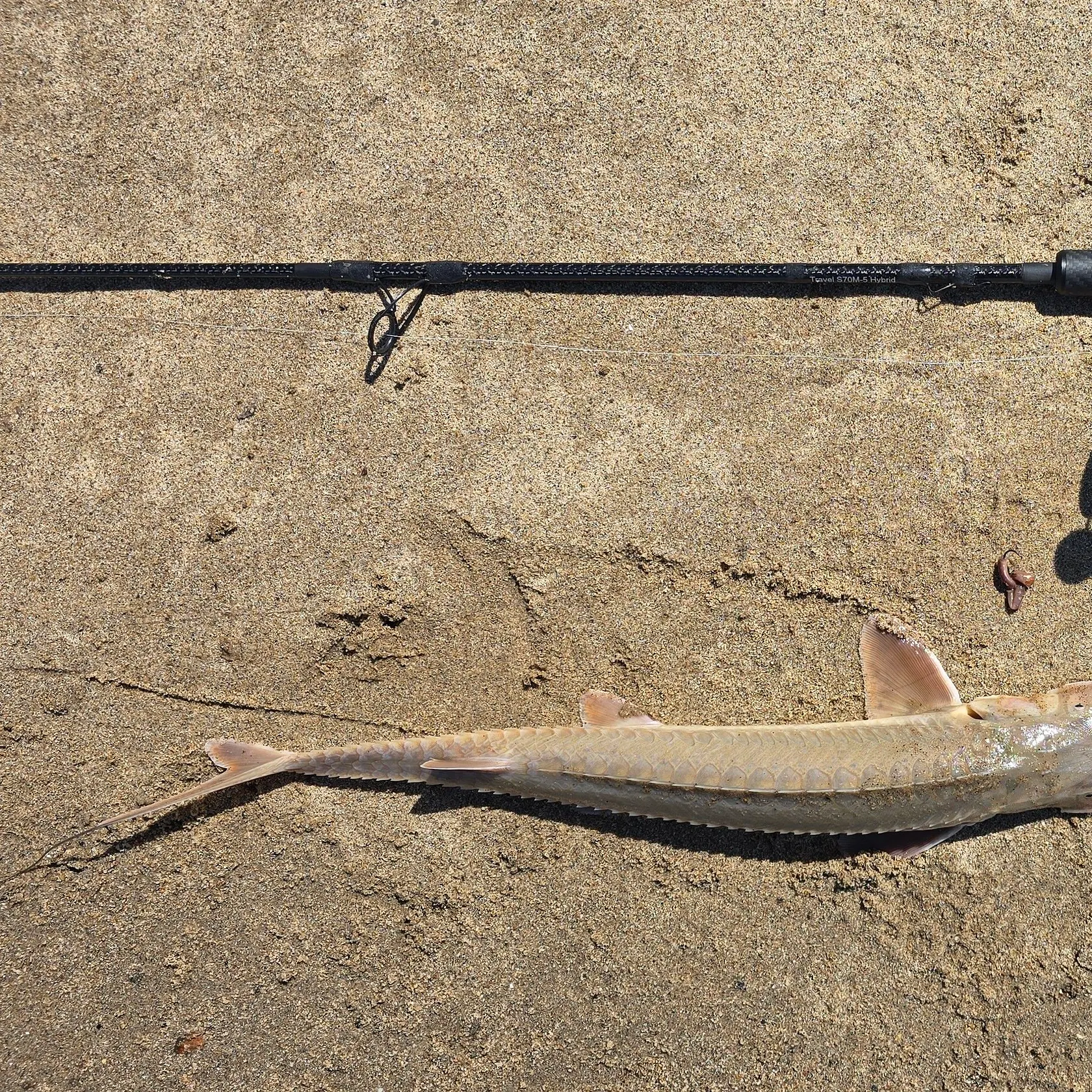 The most recent Shovelnose sturgeon catches on Fishbrain