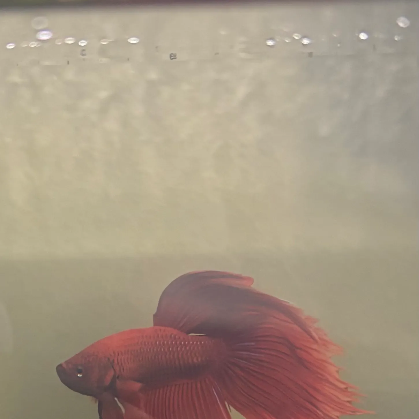 The most recent Siamese fighting fish catches on Fishbrain