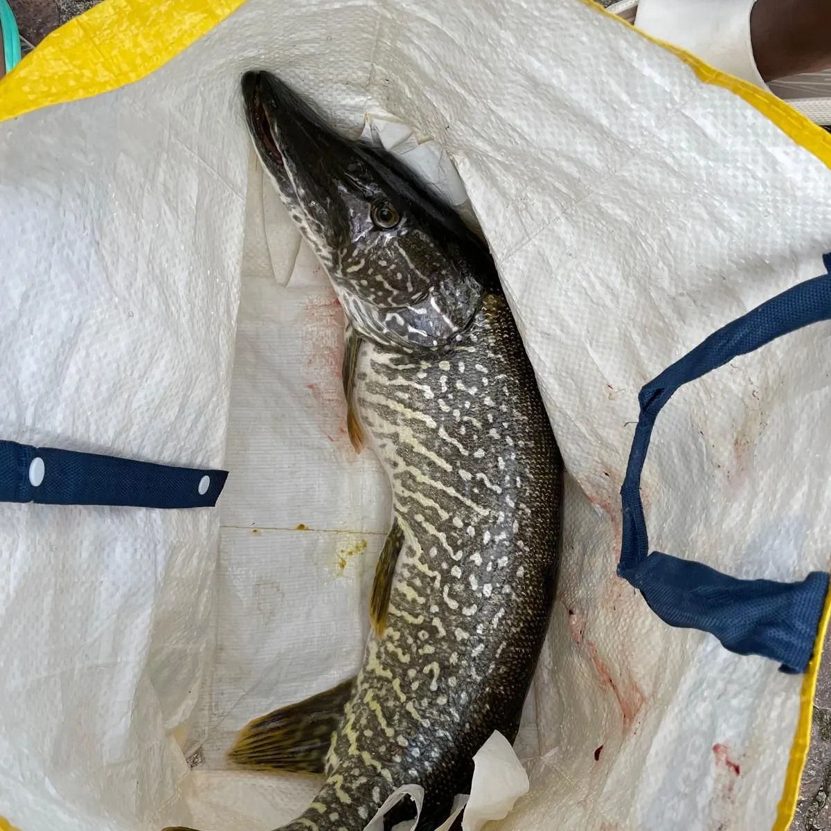 Northern pike caught on Fishbrain