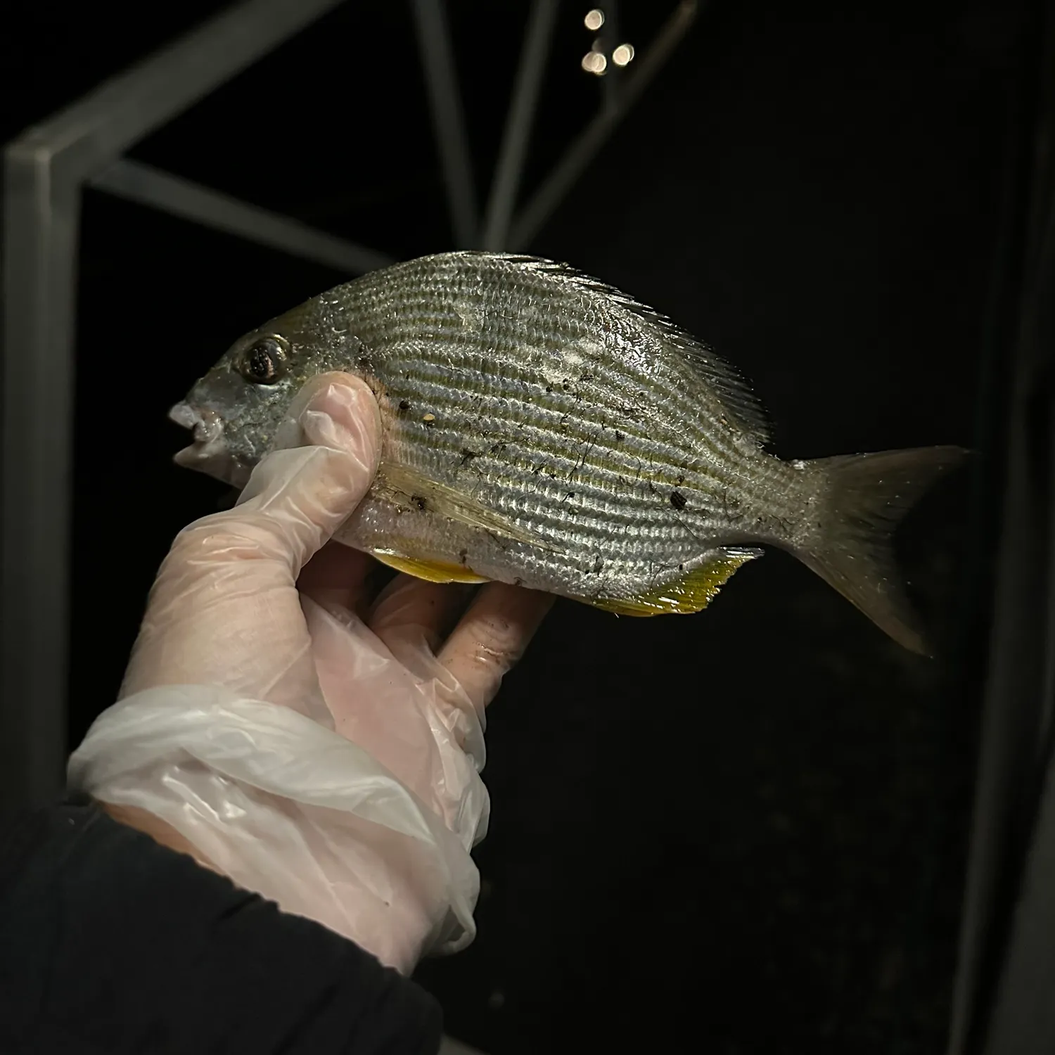 The most recent Goldlined seabream catches on Fishbrain
