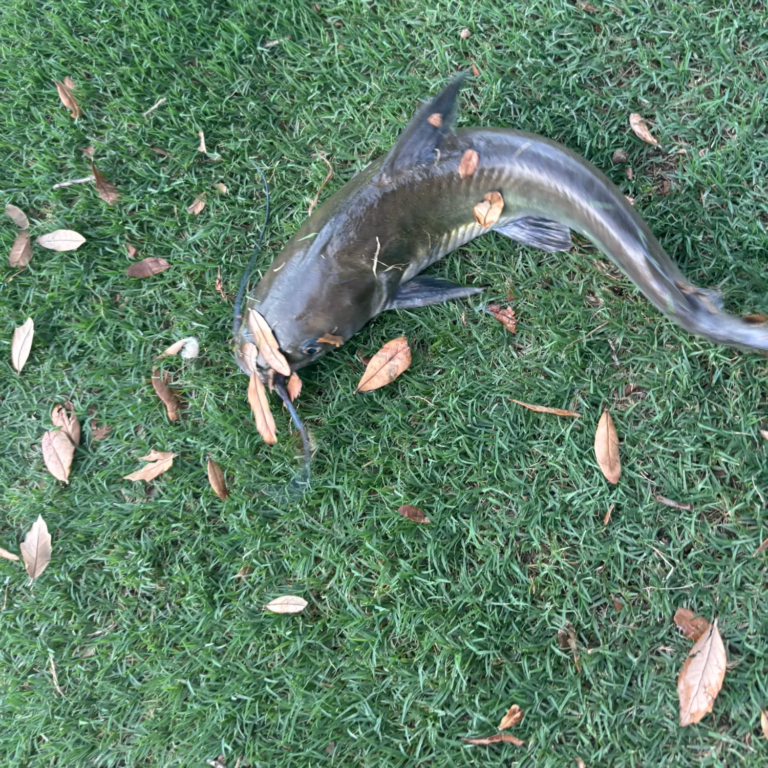 Flathead catfish caught on Fishbrain