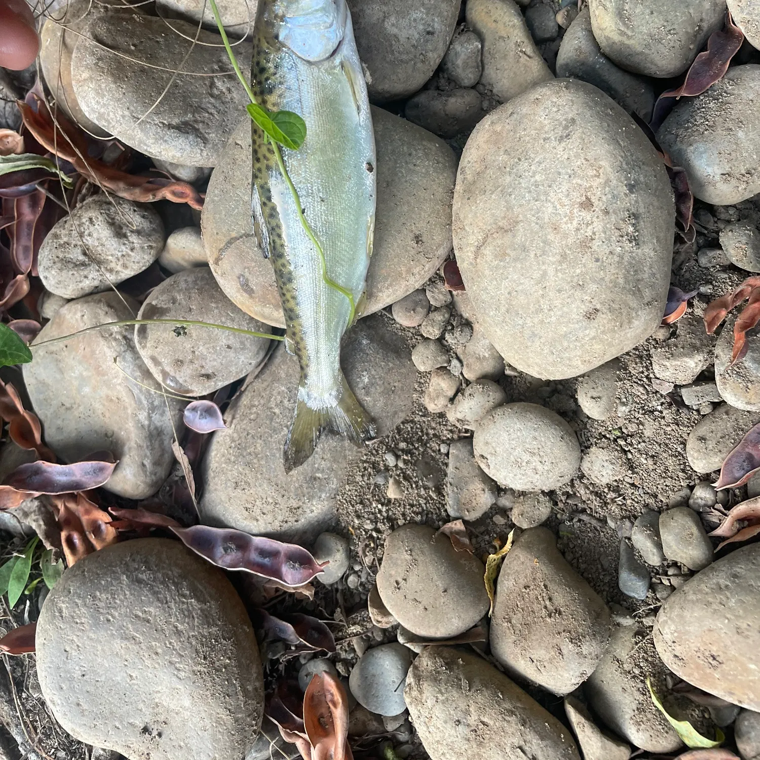 The most recent Chinook salmon catches on Fishbrain