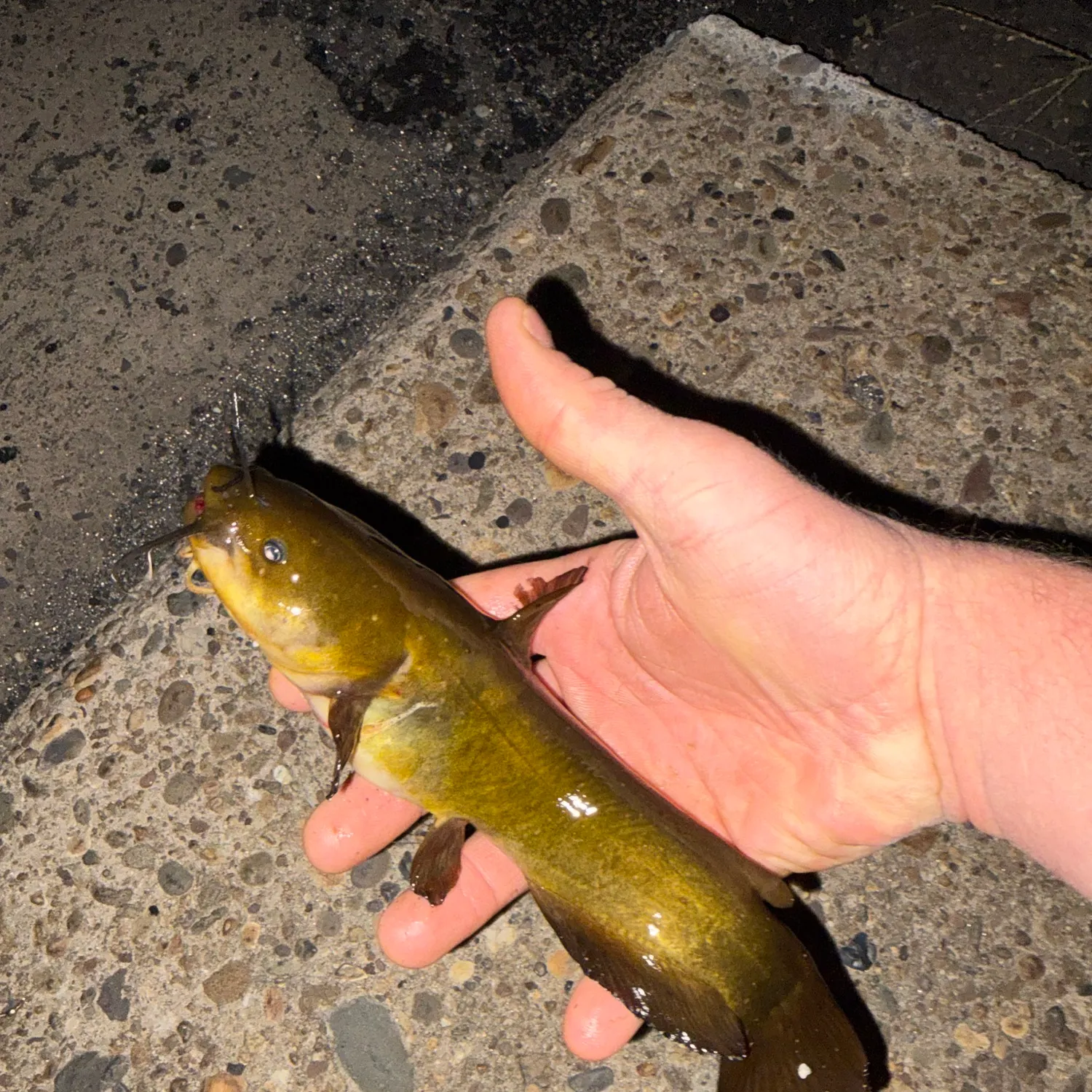Yellow bullhead caught on Fishbrain