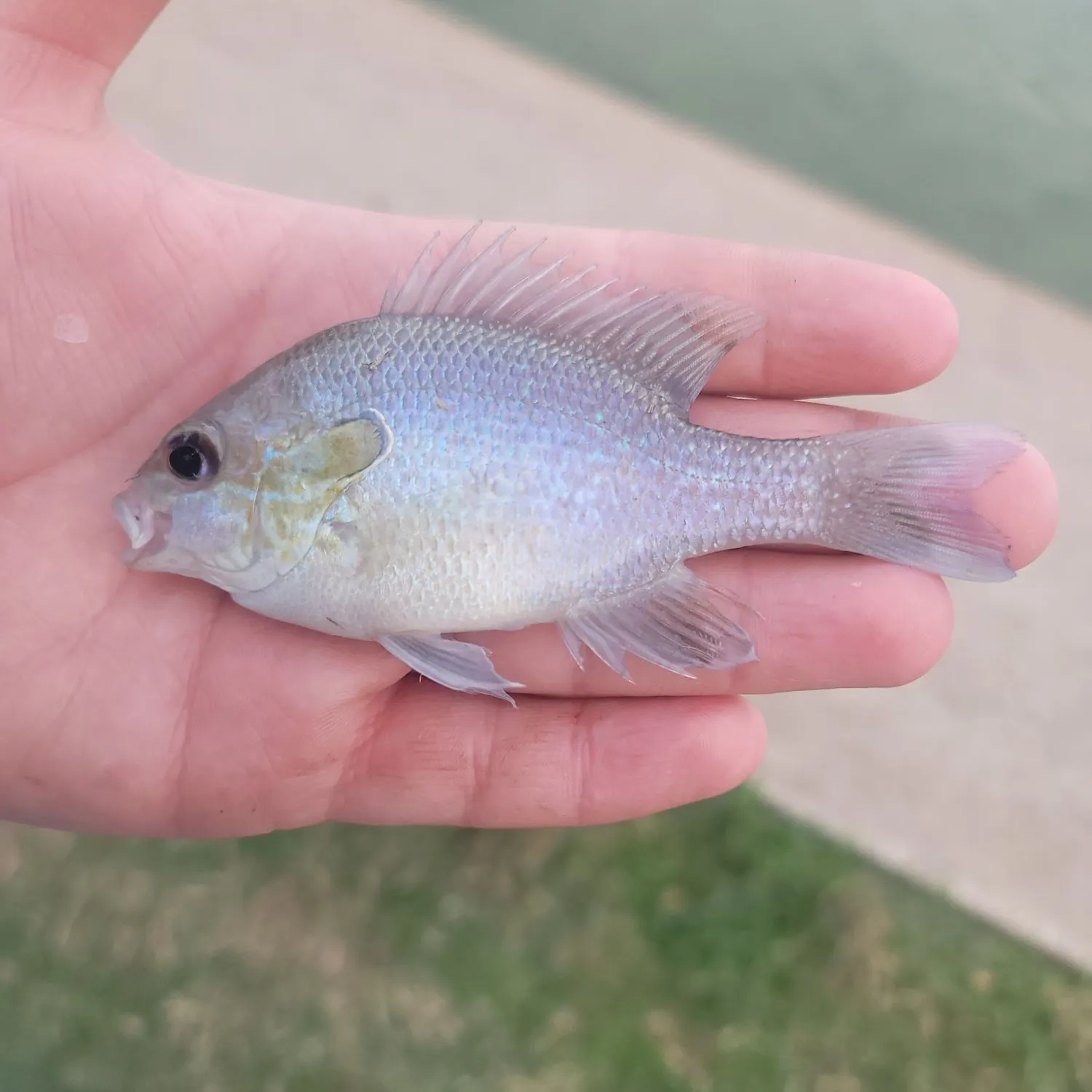 The most recent Pumpkinseed x green sunfish catches on Fishbrain
